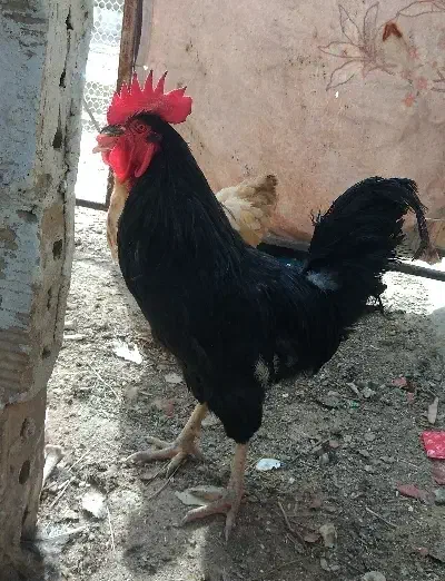 مرغ خروس محلی|پرنده|شیراز, کرونی(خاتونک)|دیوار