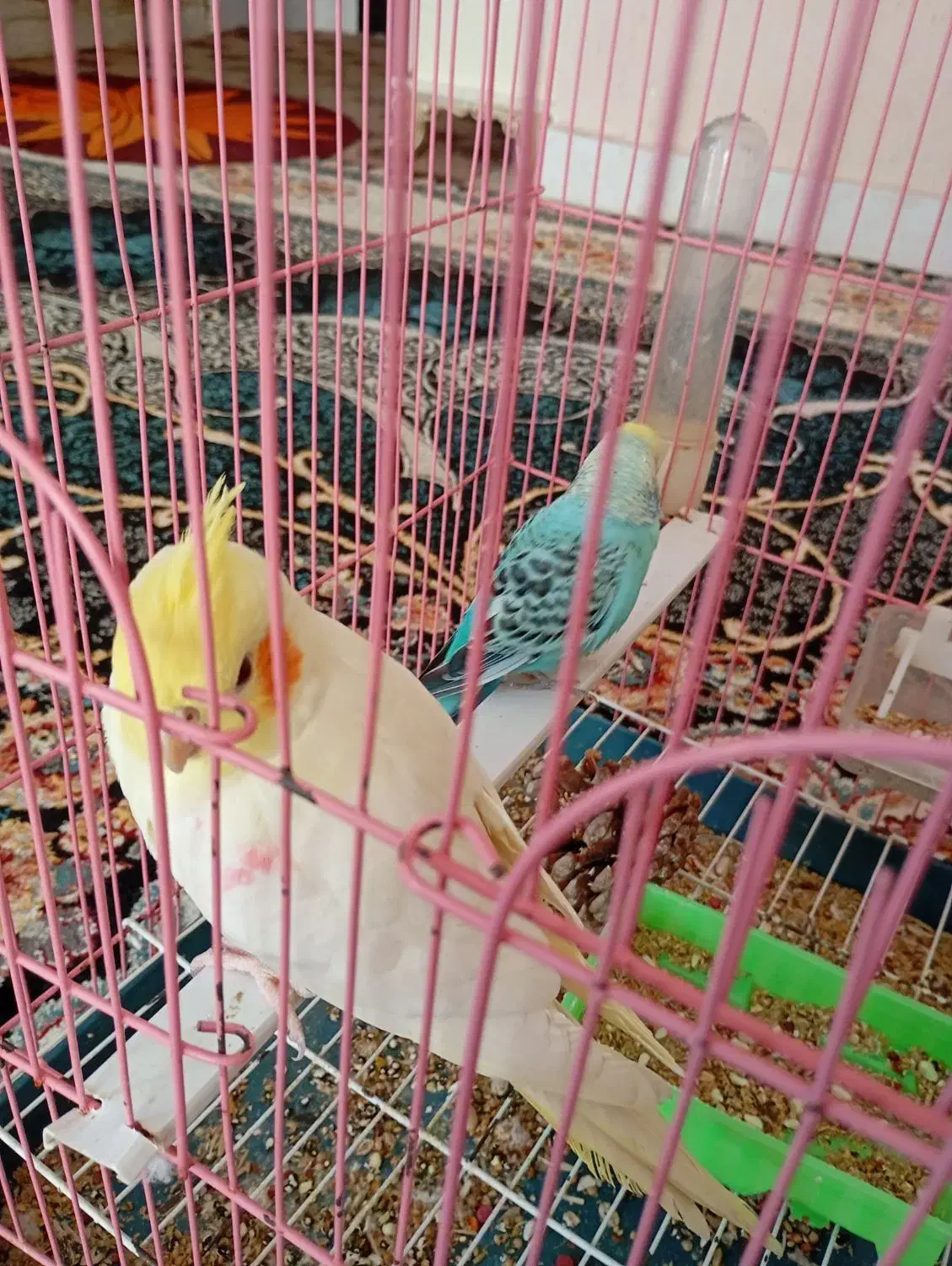 پرنده|پرنده|گرگان, |دیوار