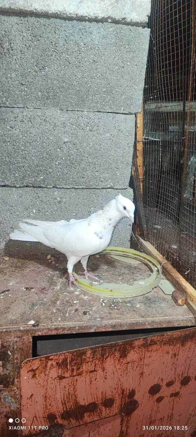 کفتر طوقی|پرنده|فسا, |دیوار