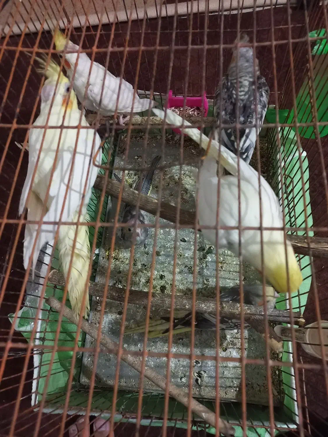 عروس هلندی|پرنده|اهرم, |دیوار