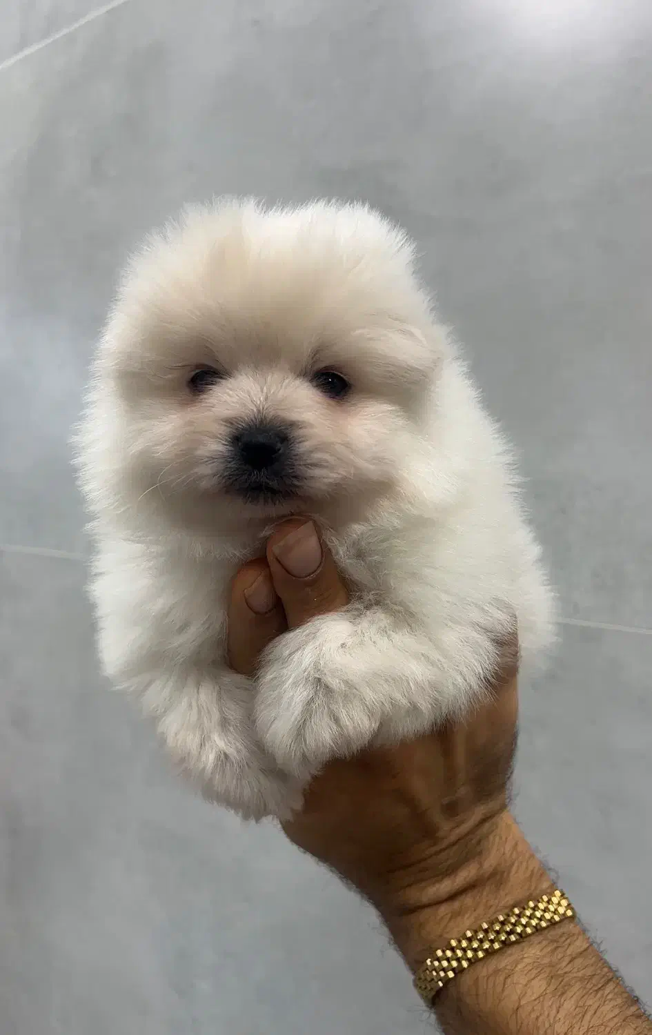 پامرانین عروسکی نر|سگ|ساری, |دیوار