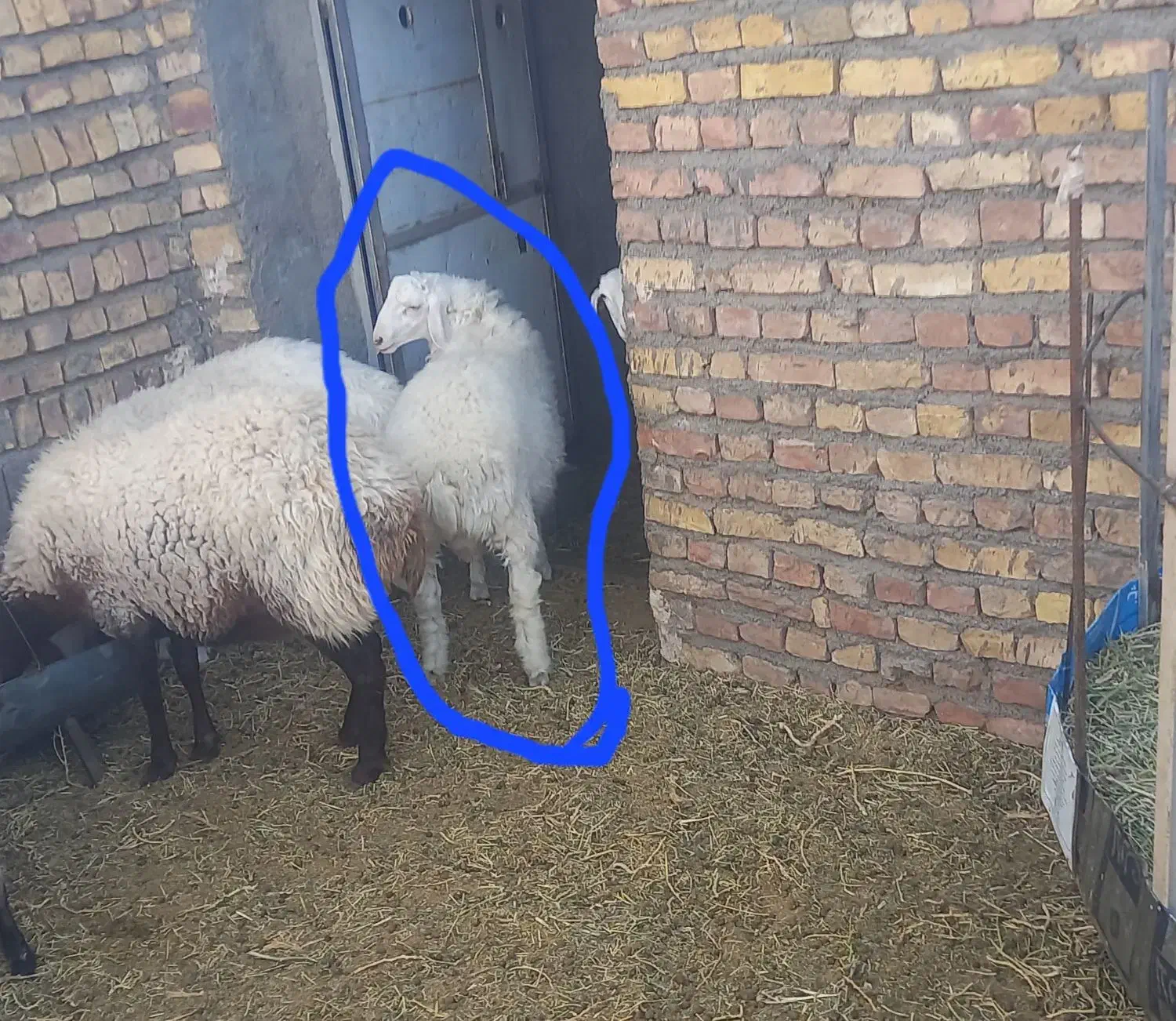 بره نره هیترو سفید|حیوانات مزرعه|سده (خراسان جنوبی), |دیوار