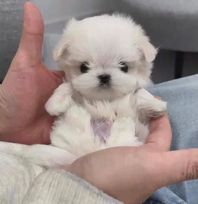 سگ مالتیپو جیبی فی 5|سگ|قم, انسجام|دیوار