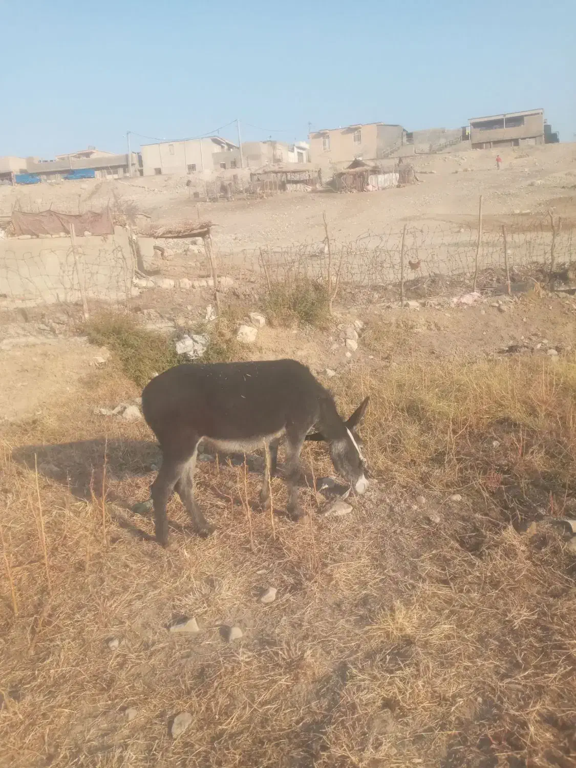 خر ماده|حیوانات مزرعه|ملکشاهی, |دیوار