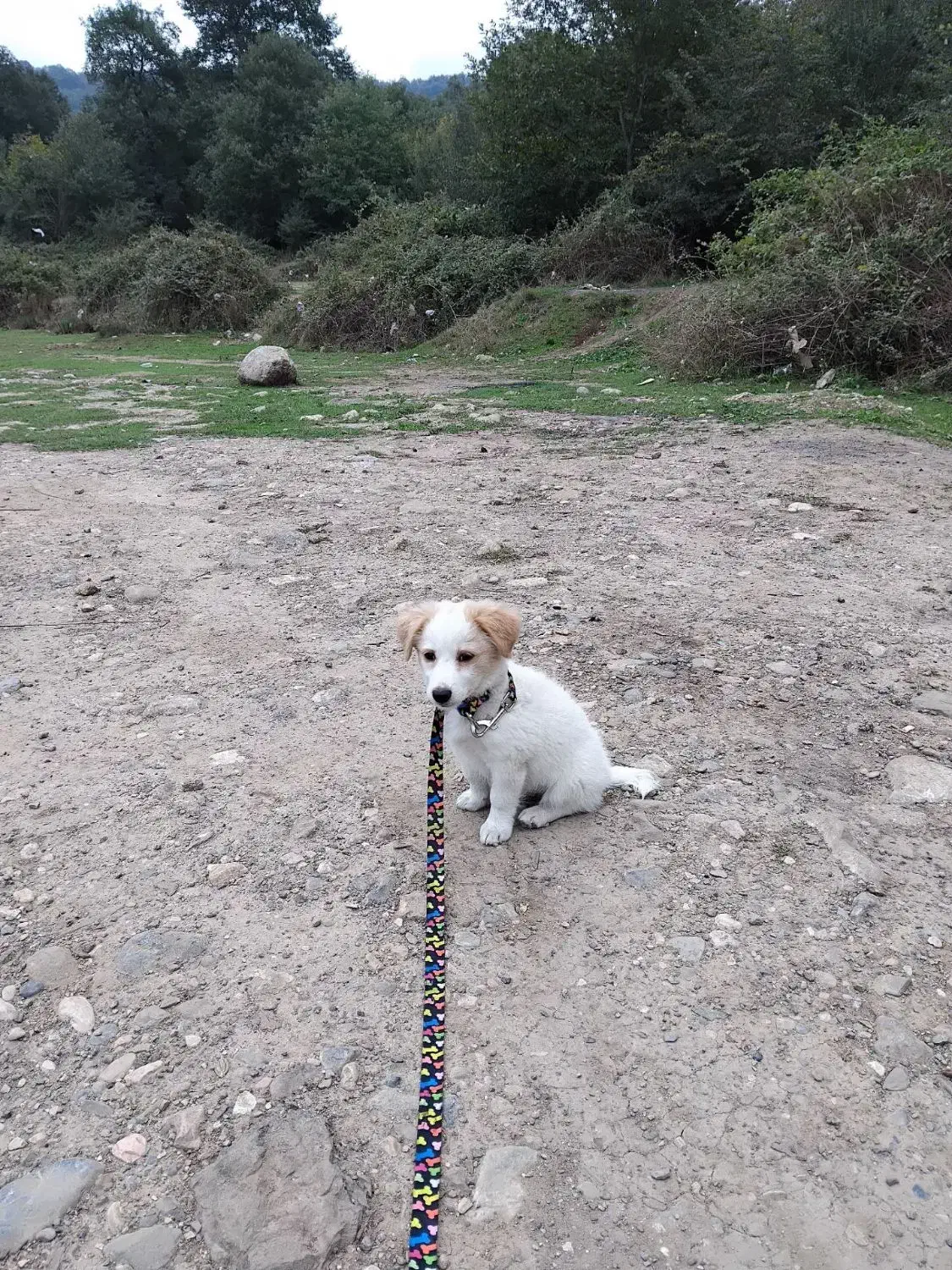 میکس پامر و اشتپیز|سگ|گرگان, |دیوار