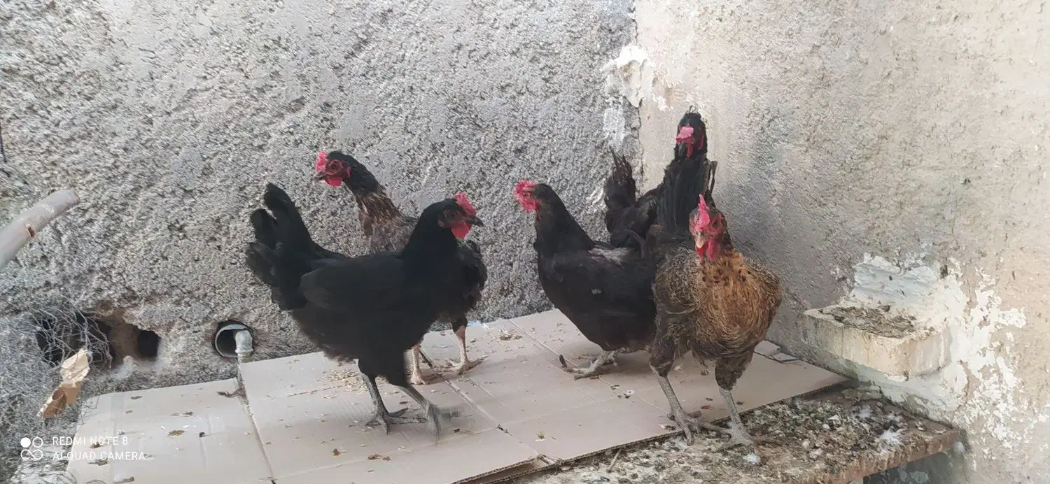 معامله با کبوتر شهرستان دشتی|پرنده|خورموج, |دیوار