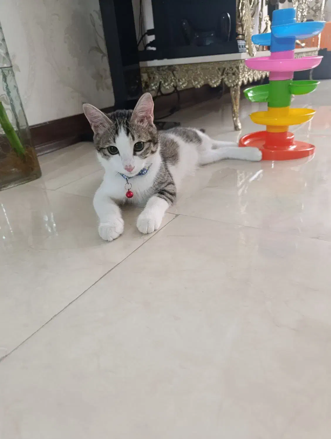 گربه dsh|گربه|کرج, شهرک مترو|دیوار