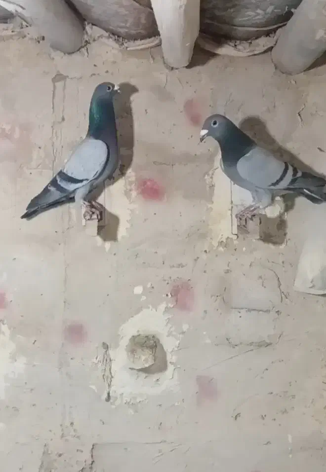 کبوتر سبز آلمانی ذات دار|پرنده|آشخانه, |دیوار