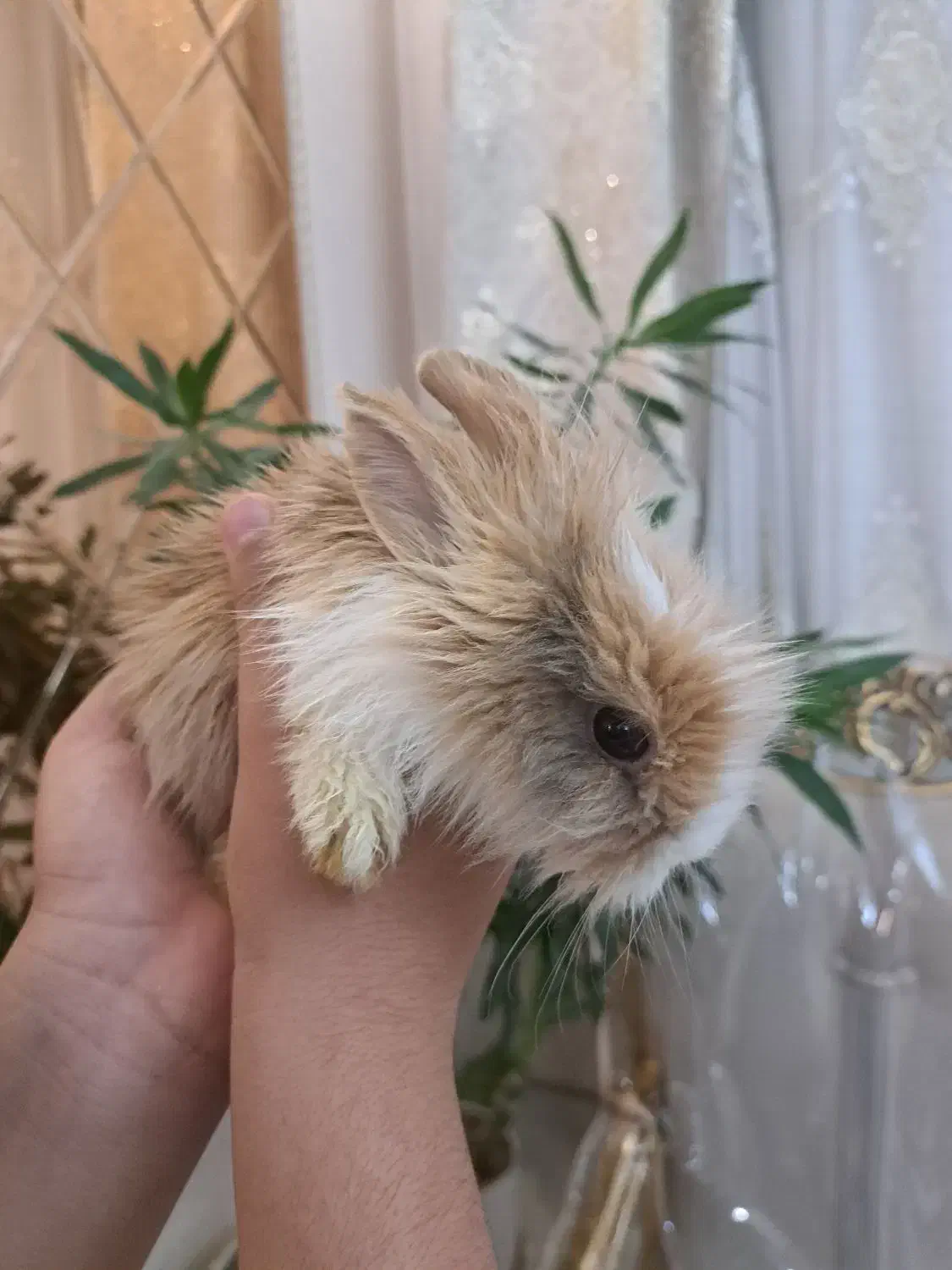 خرگوش لوپ|موش و خرگوش|مشهد, هفده شهریور|دیوار