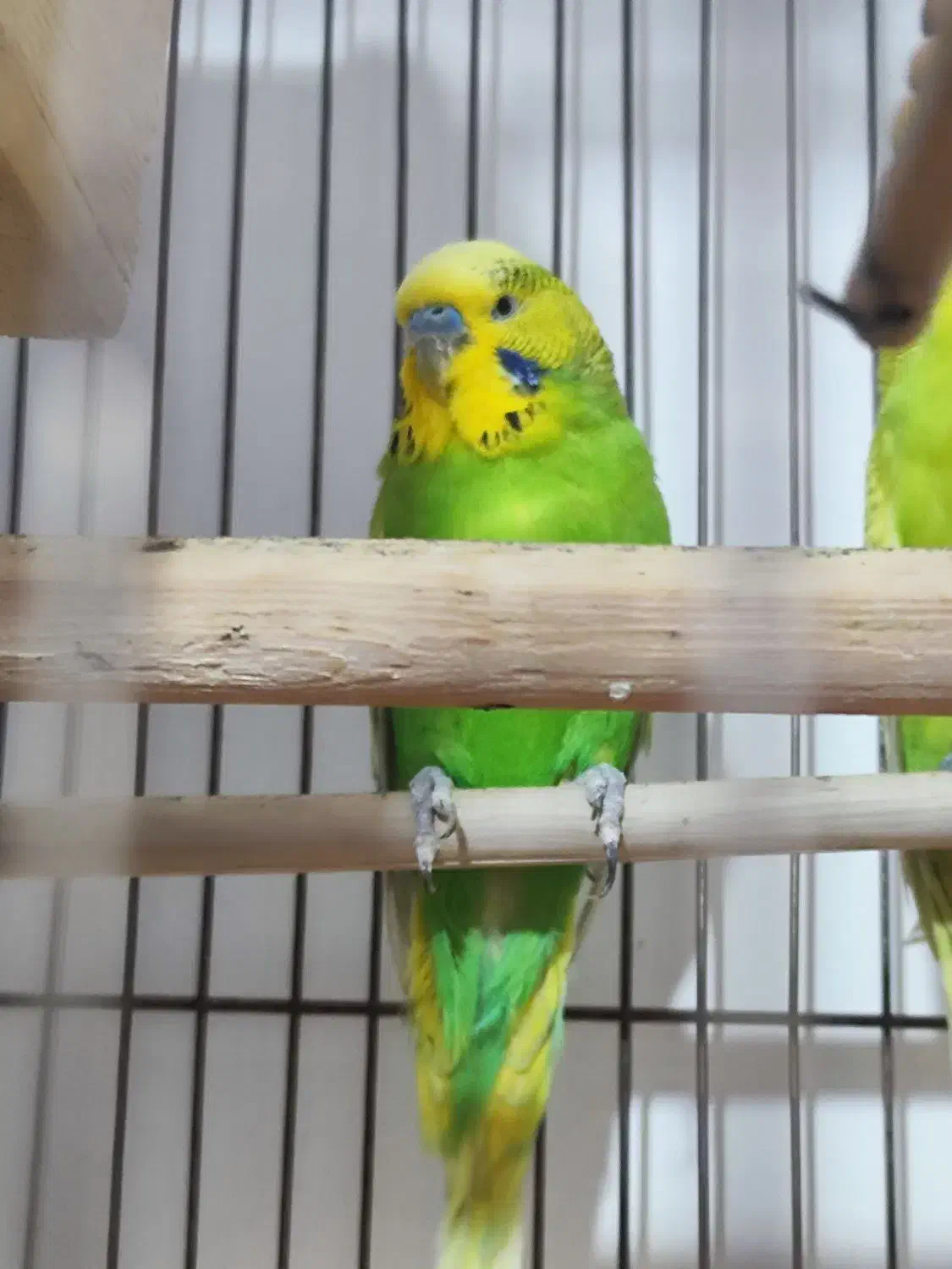 مرغ عشق انگیلیسی نر|پرنده|ساری, |دیوار