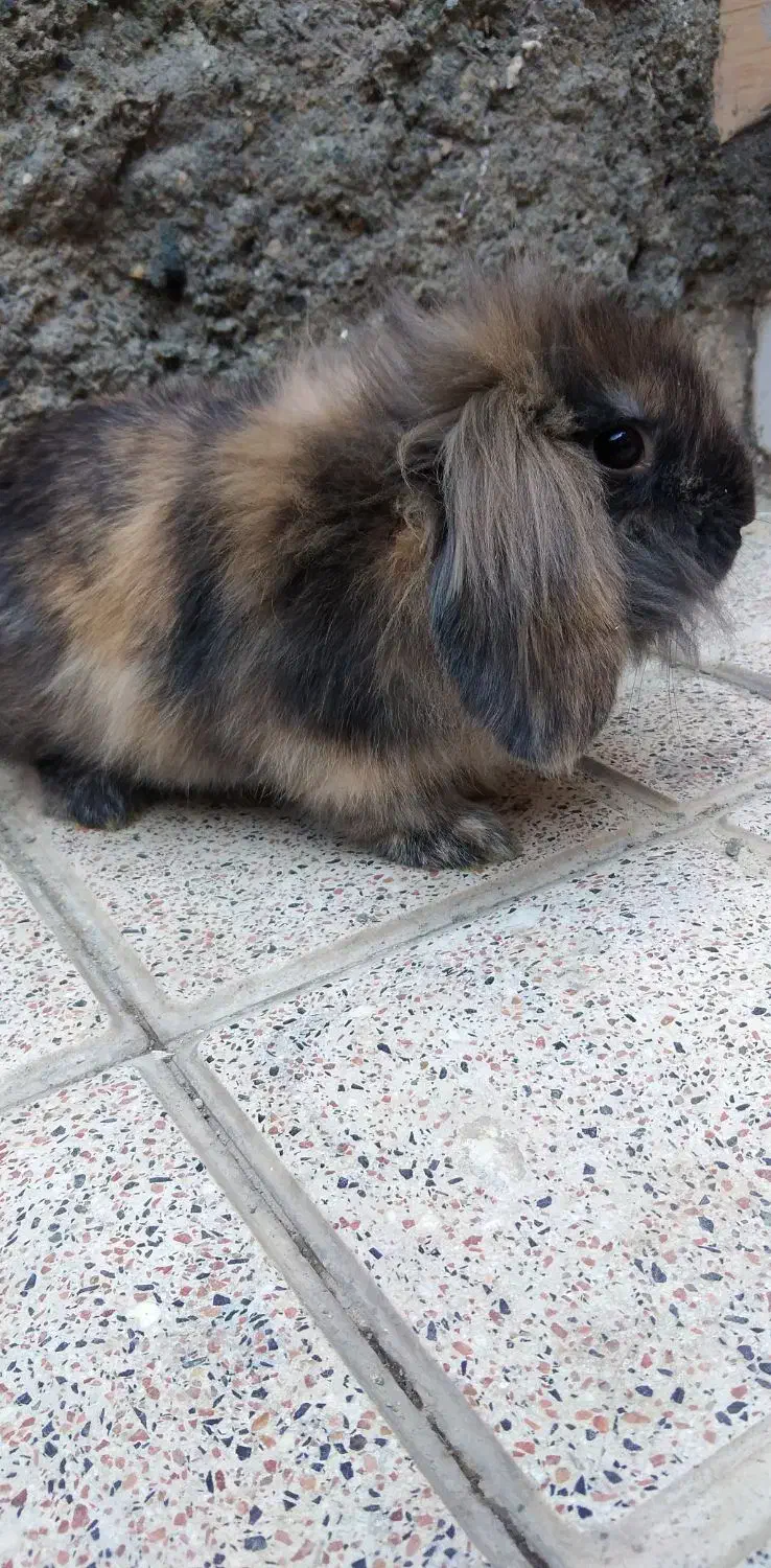 خرگوش لوپ نر خوشکل|موش و خرگوش|ارومیه, |دیوار