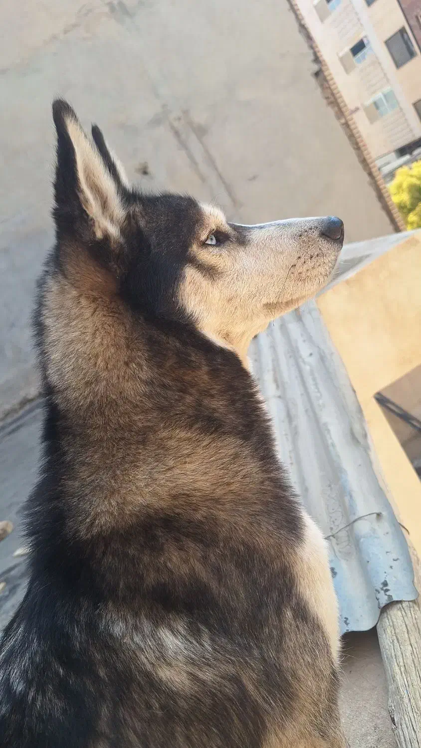 سگ هاسکی|سگ|شیراز, احمدآباد|دیوار