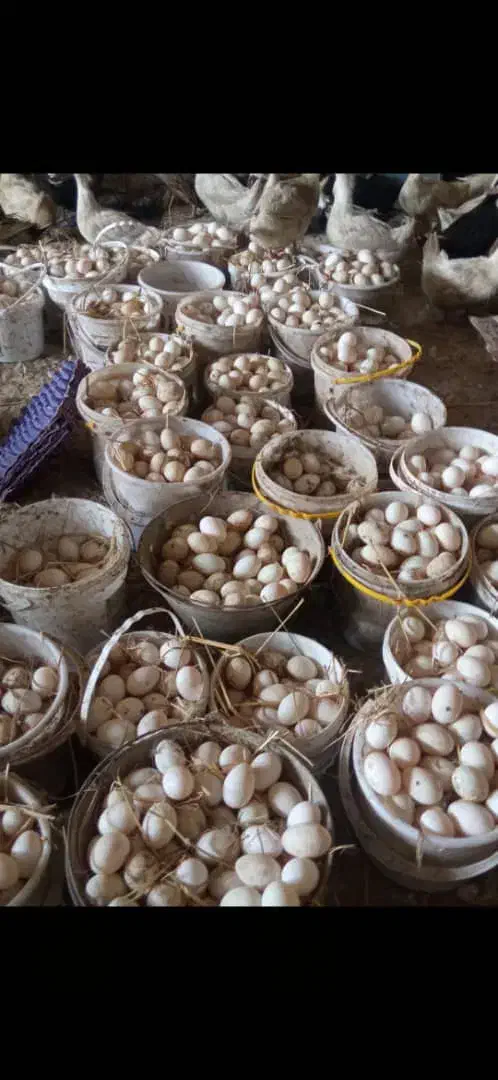 جوجه۱روزه|حیوانات مزرعه|اهواز, پردیس|دیوار