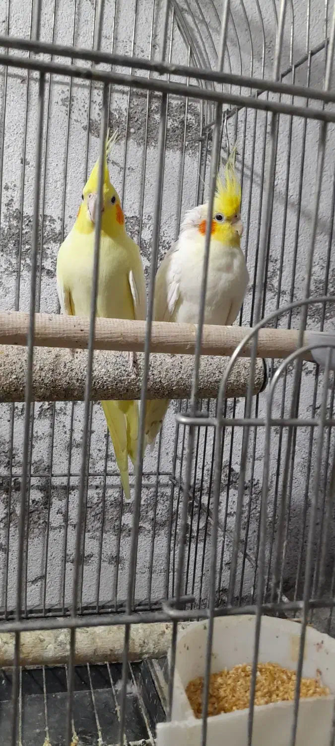 یک جفت طوطی عروس بالغ|پرنده|ساری, |دیوار