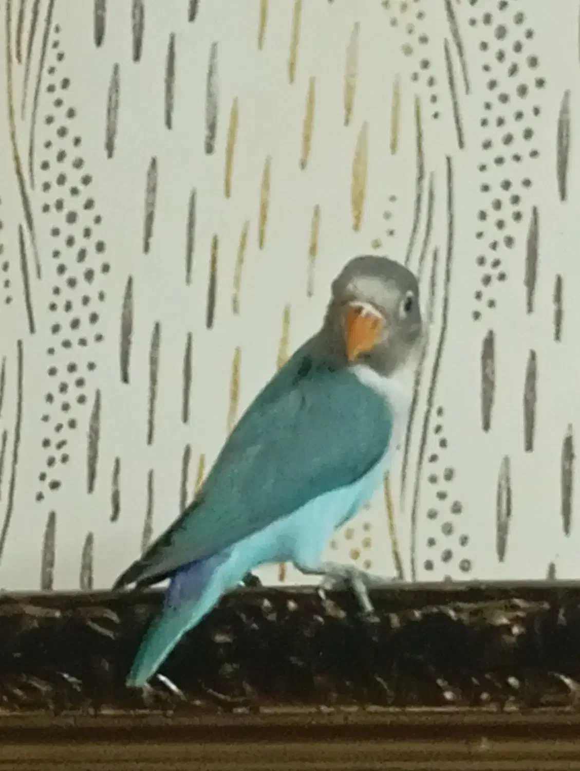 طوطی کوتوله|پرنده|مشهد, سیلو|دیوار