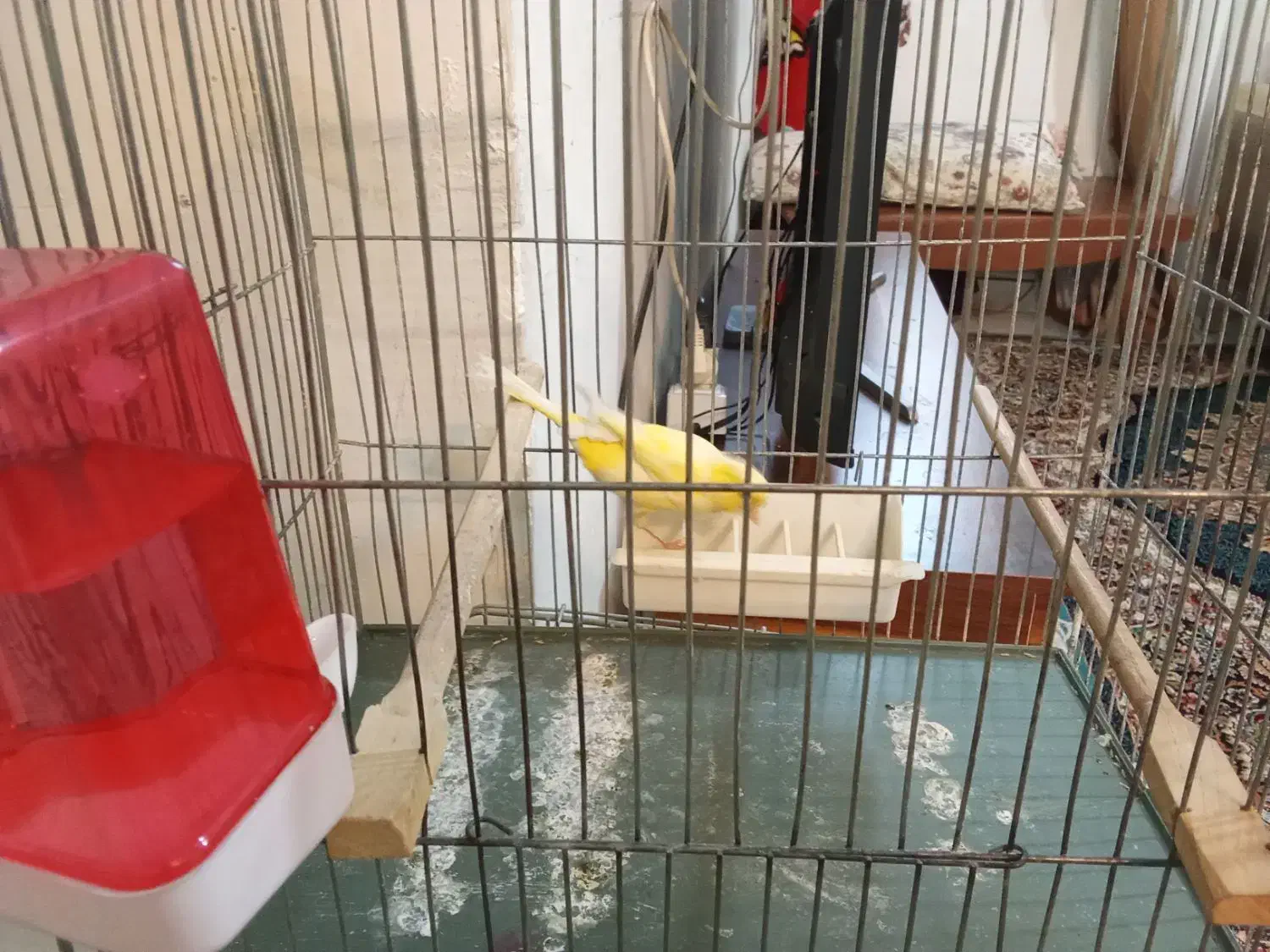 قناری سوپر بلند بخون|پرنده|تهران, مسعودیه|دیوار