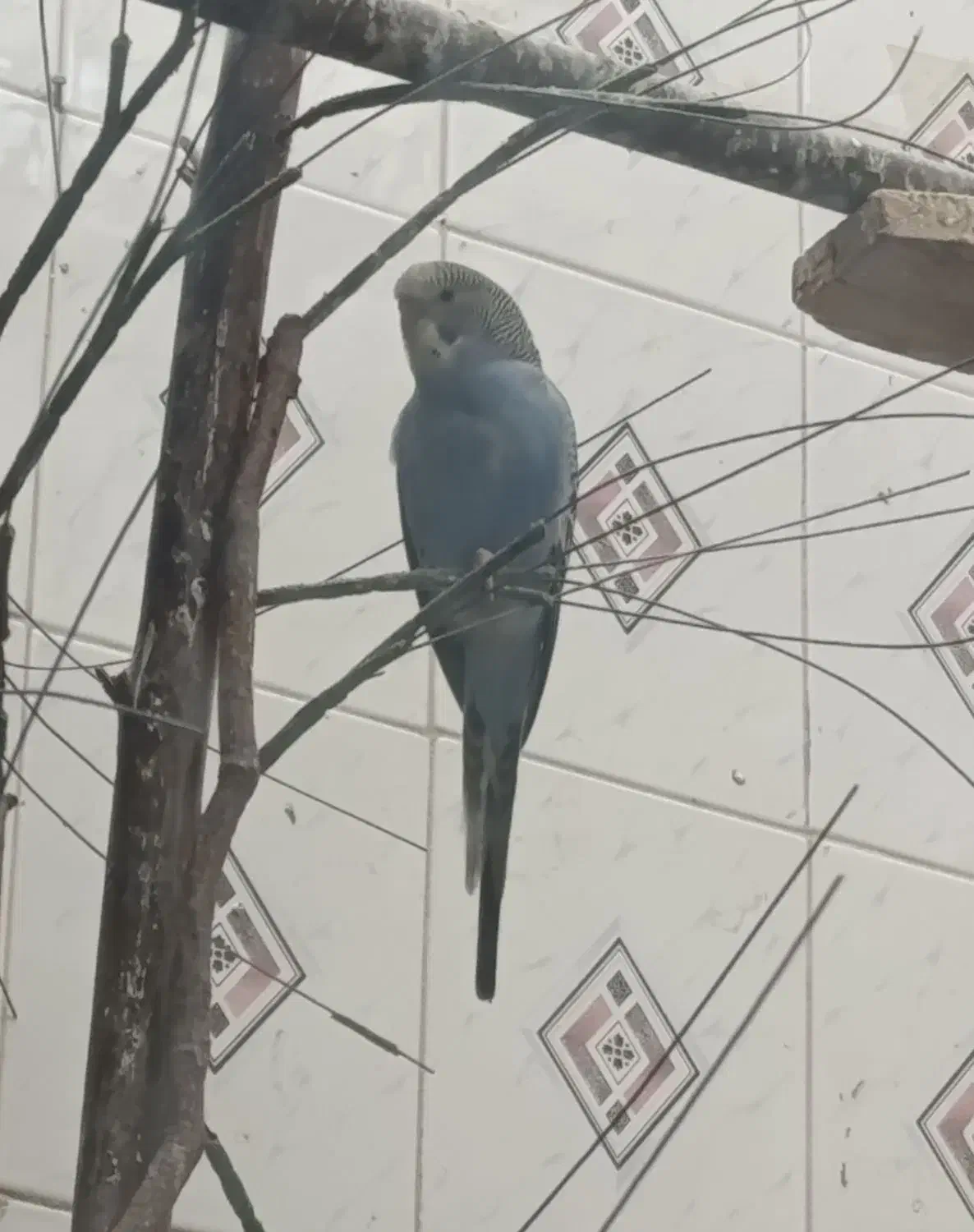 مرغ عشق نر و جفت فنچ مولد|پرنده|زابل, |دیوار