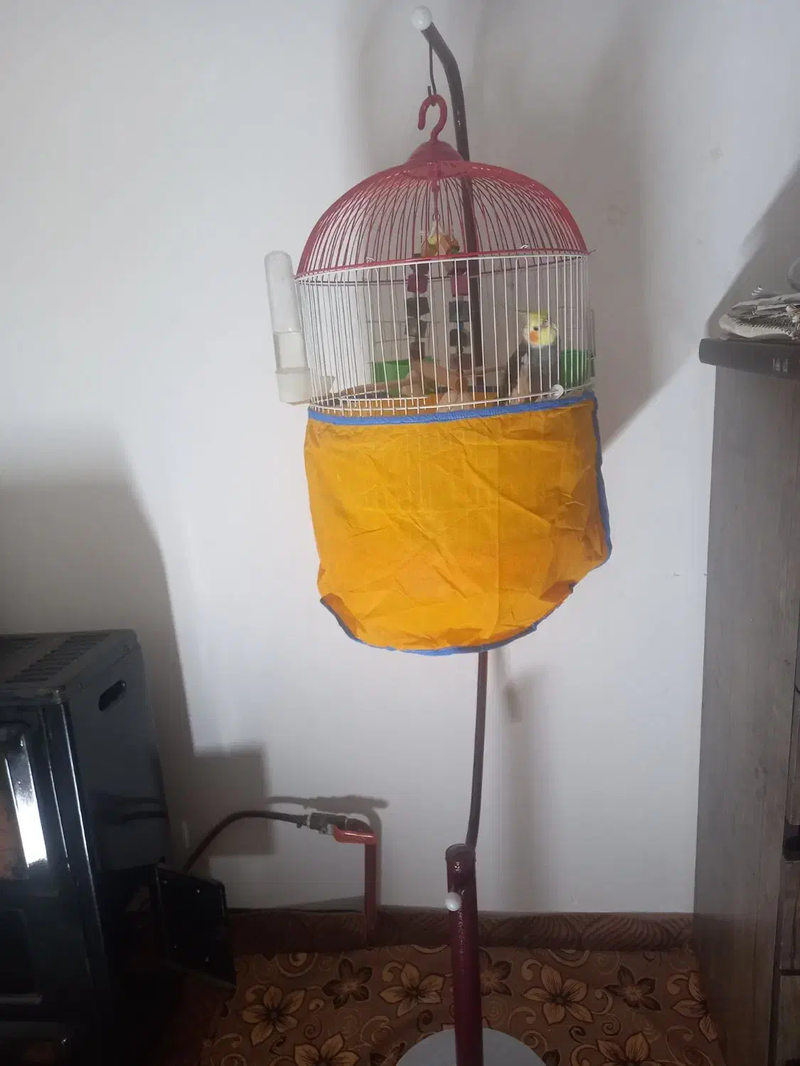 طوطی سخنگو سرحال با تمام امکانات|پرنده|رشت, جانبازان|دیوار