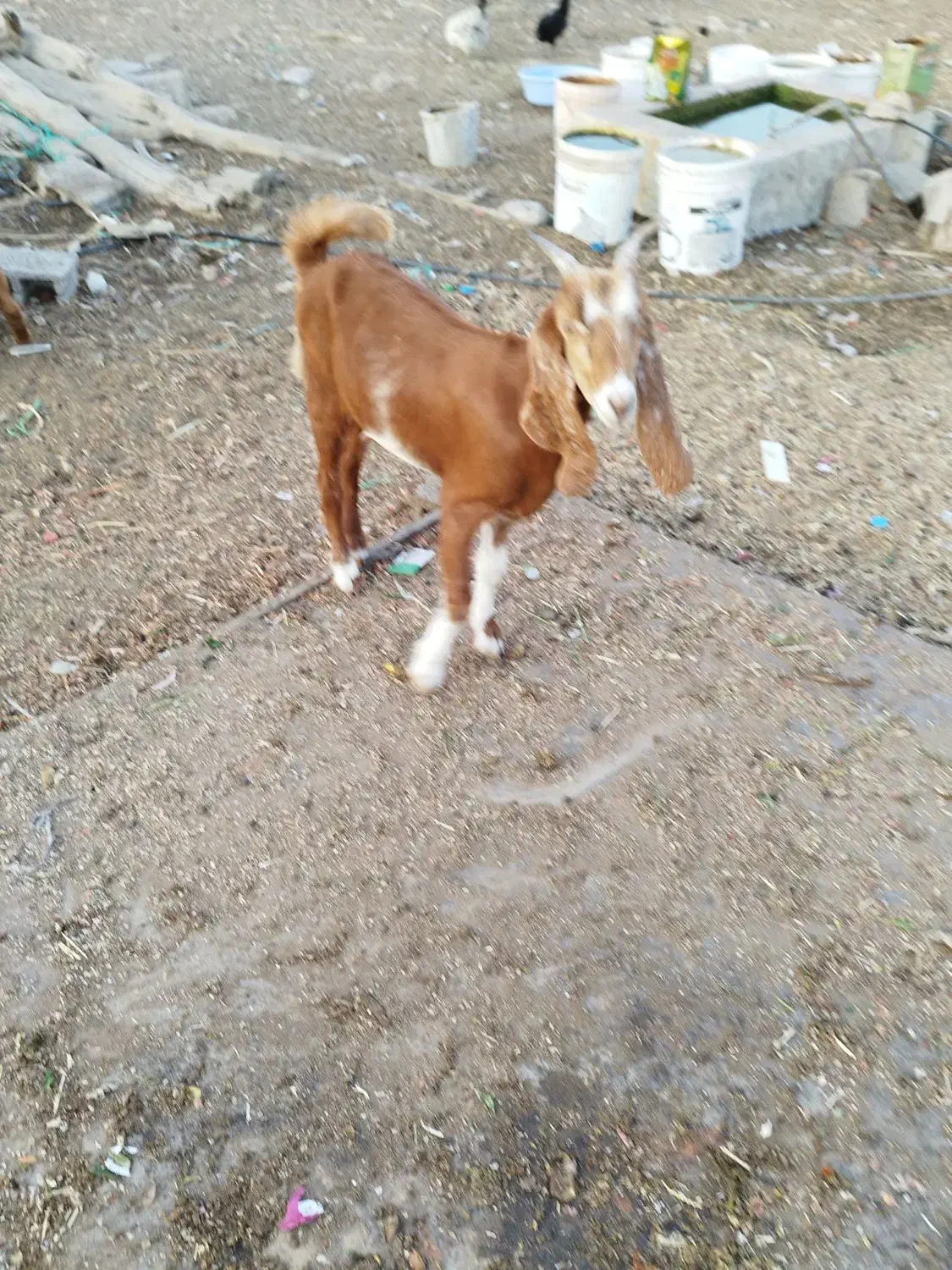 دو عدد بز جوان عدانی|حیوانات مزرعه|خورموج, |دیوار