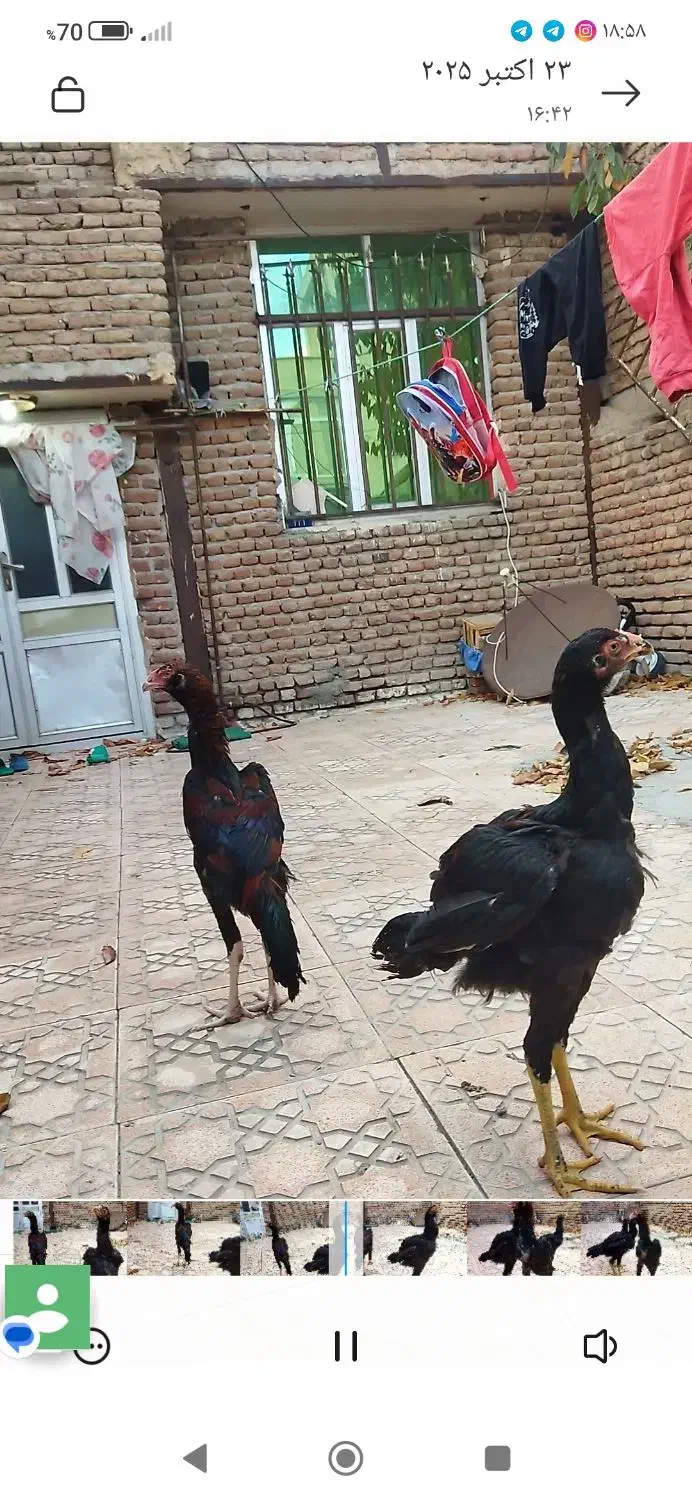 جوجه لاری|حیوانات مزرعه|اردبیل, |دیوار