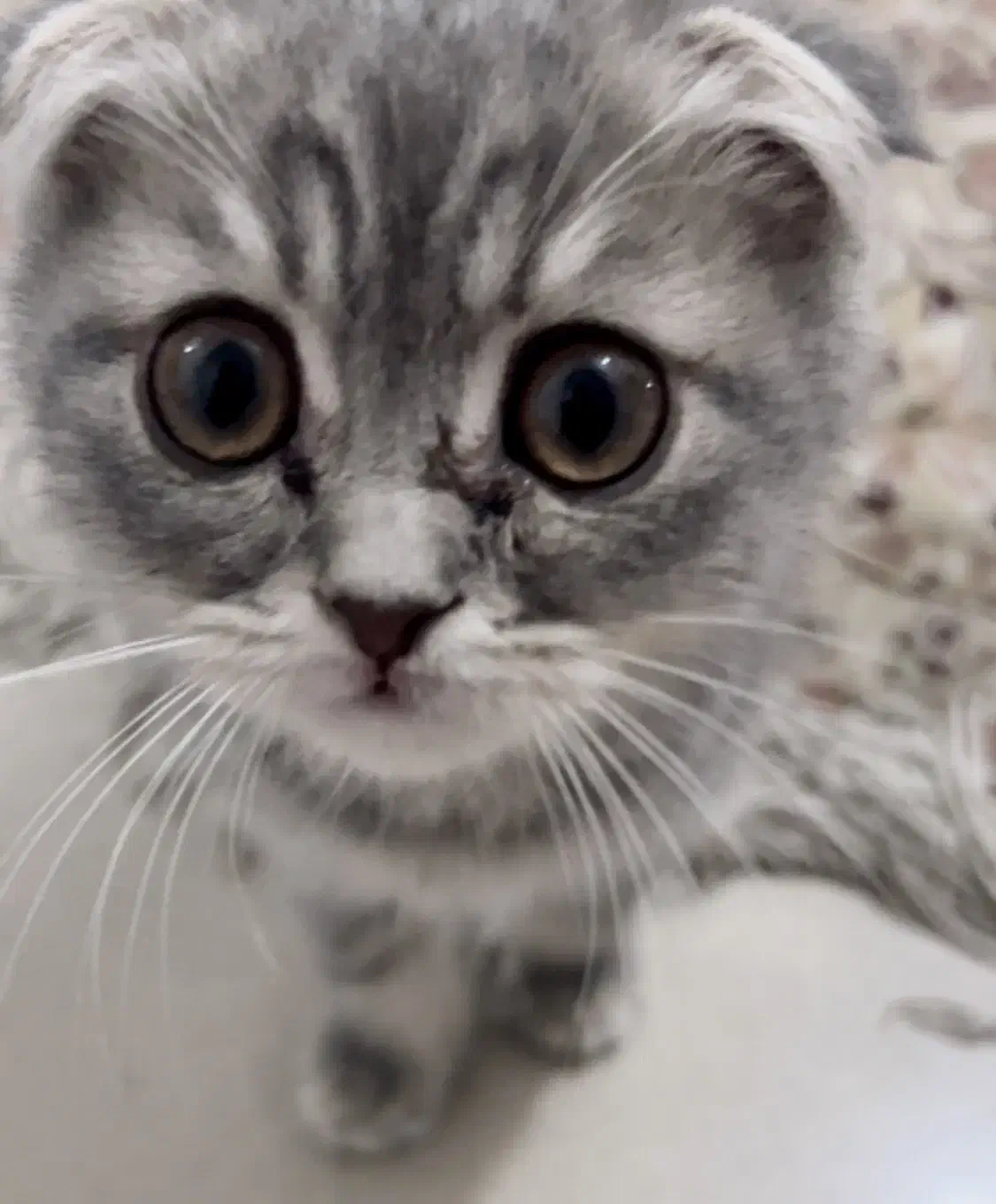 بچه گربه اسکاتیش|گربه|قم, شهرک قدس|دیوار