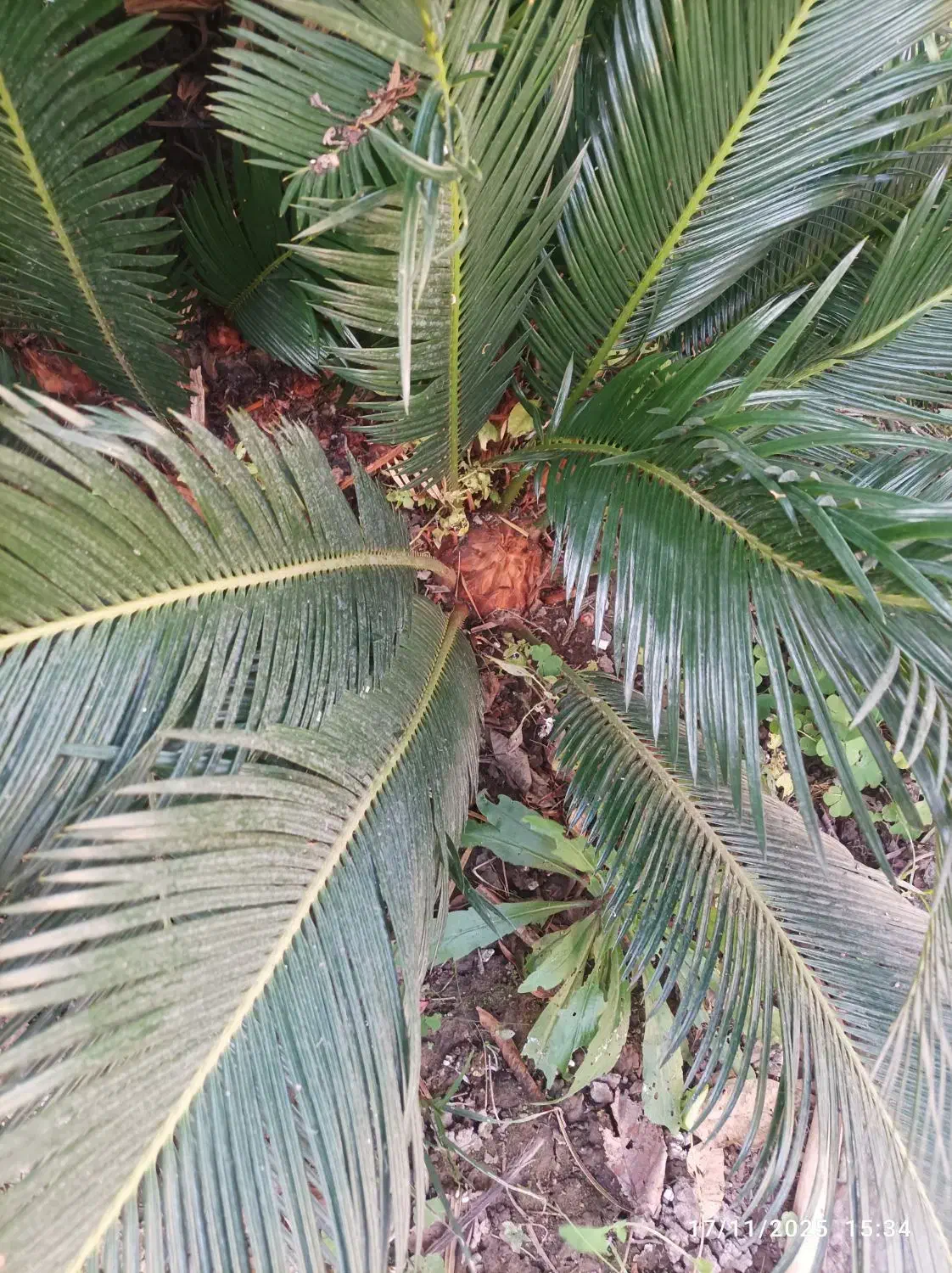 سیکاس جوان|گل و گیاه طبیعی|رشت, پارک شهر|دیوار