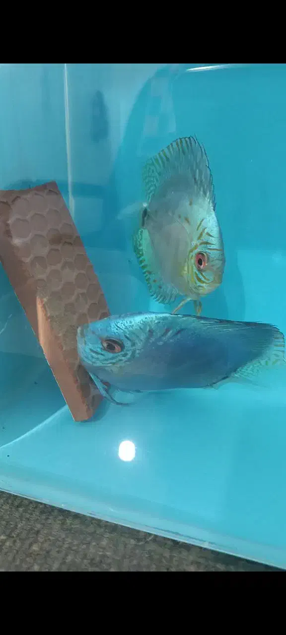 جفت دیسکس مولد|ماهی|اردبیل, |دیوار