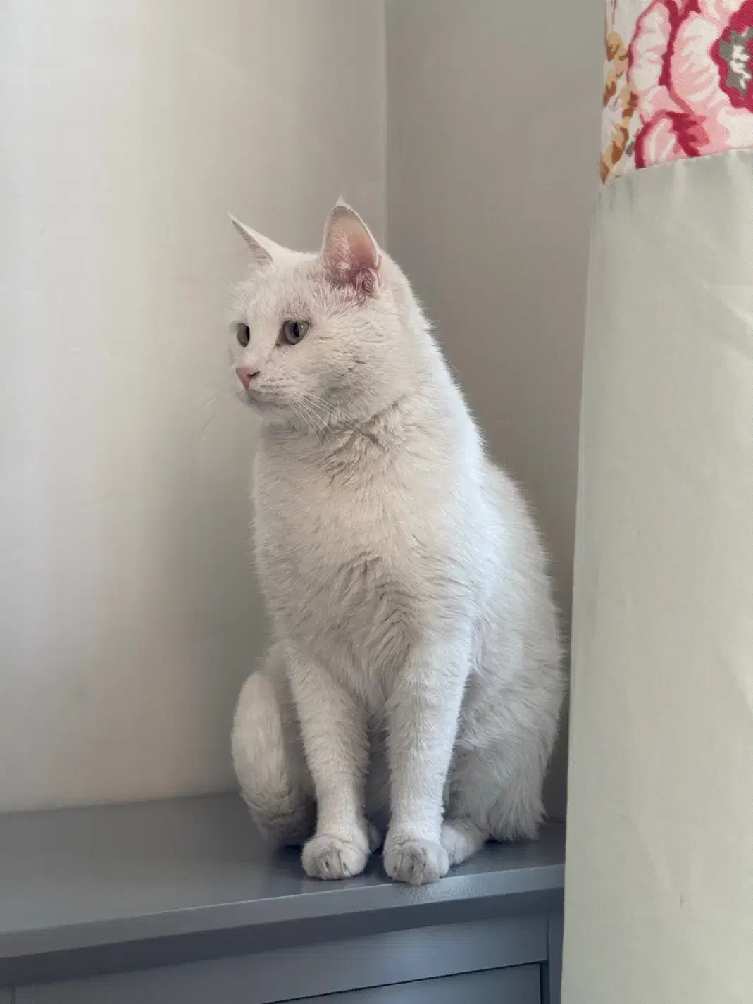 گربه سفید گمشده|حیوانات|تهران, جردن|دیوار