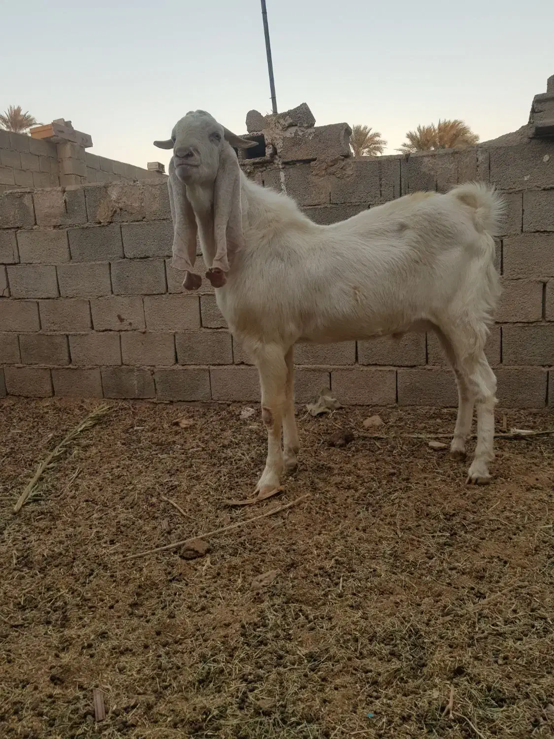 تکه گلابی اصل|حیوانات مزرعه|طبس, |دیوار