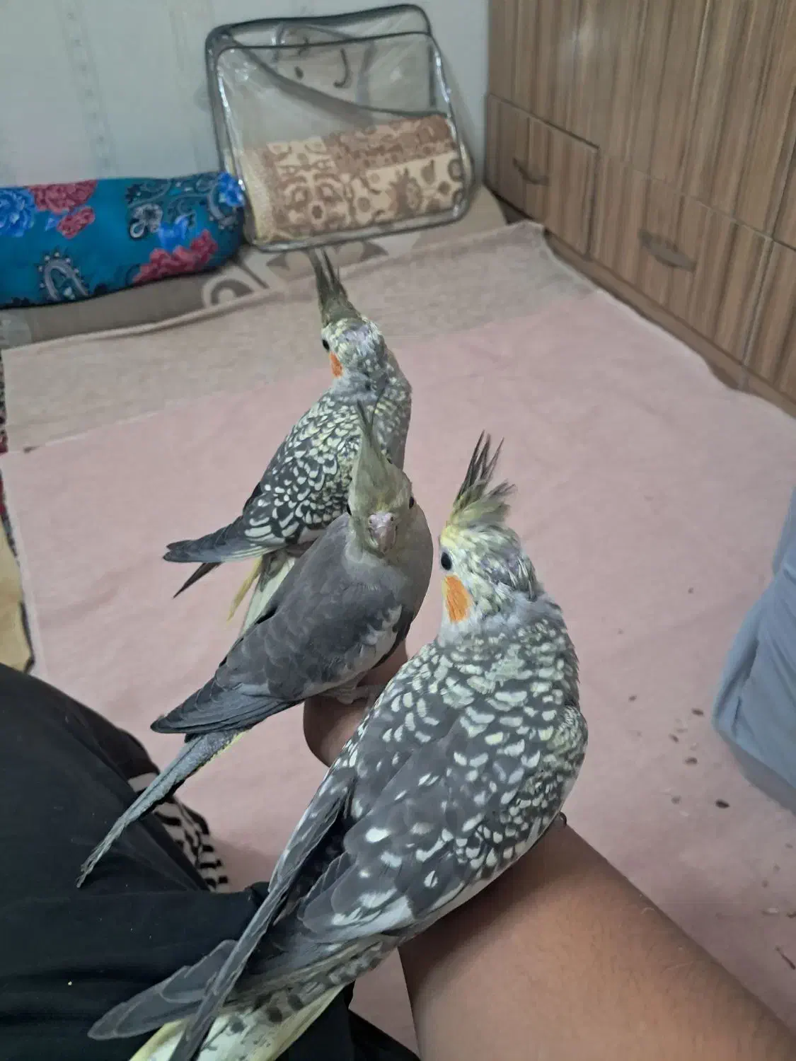 عروس هلندی|پرنده|فشاپویه, |دیوار