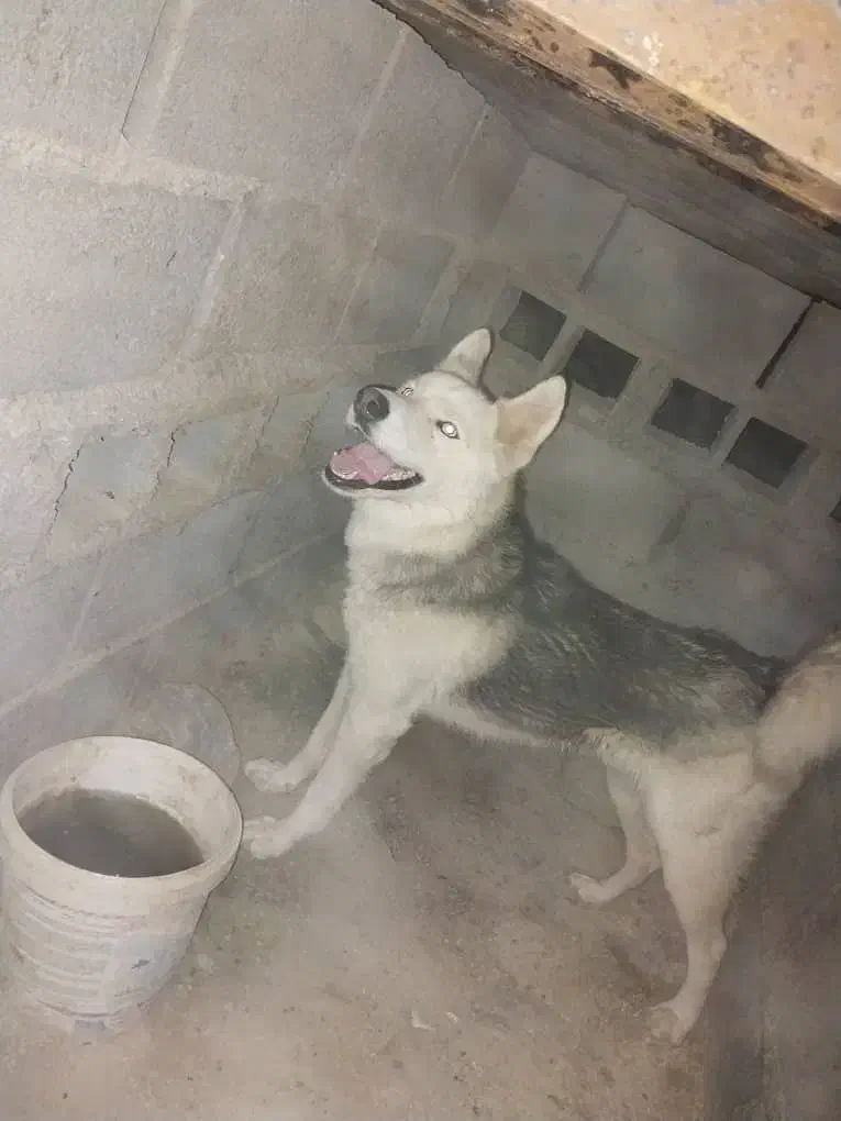 وقت بخیر هاسکی سالم  و زیبا واگذار می شود|سگ|گله دار, |دیوار