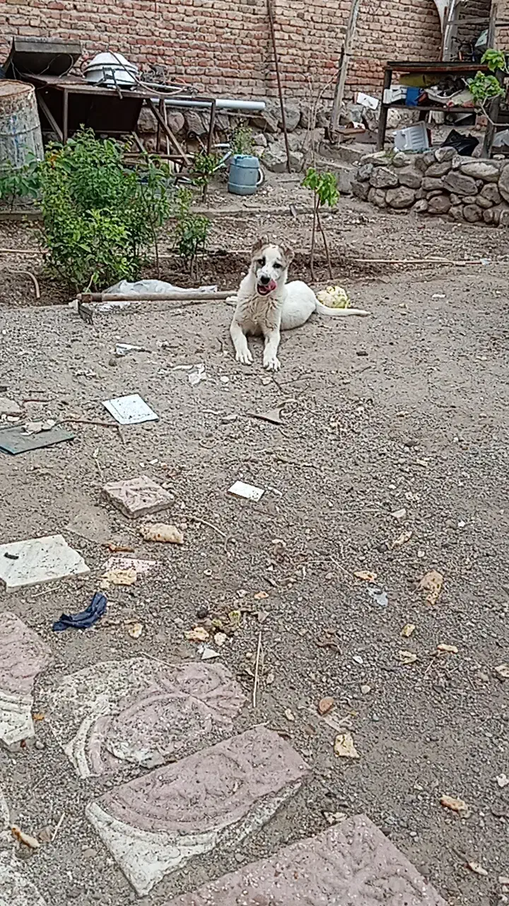 سگ سرابی|سگ|تبریز, |دیوار