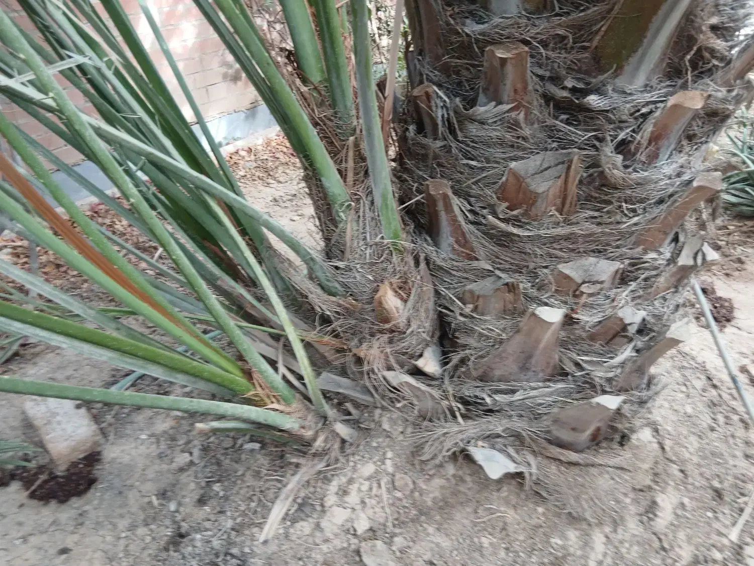 پاجوش برحی|گل و گیاه طبیعی|بندر ماهشهر, |دیوار