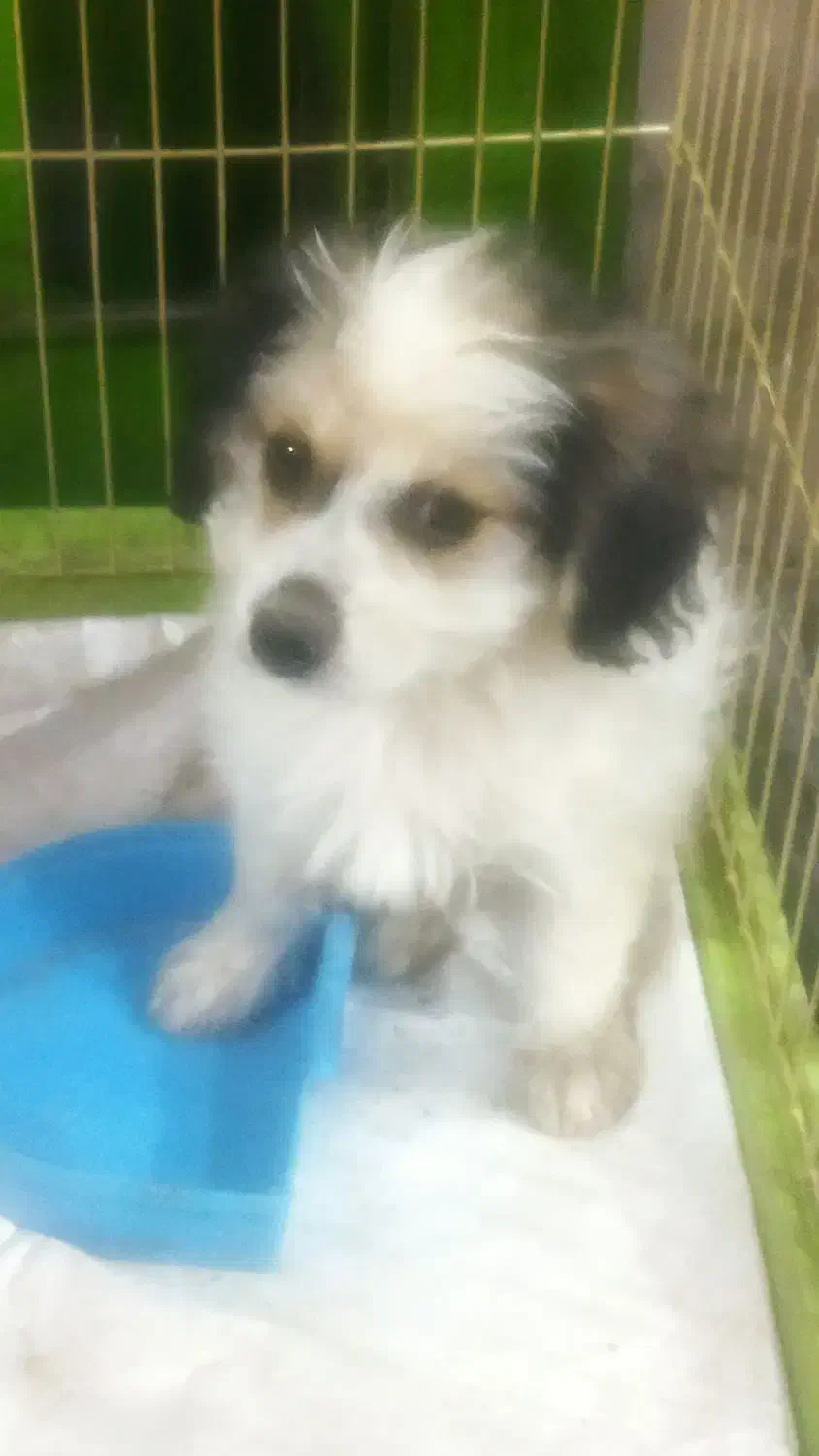 سگ شیتزو|سگ|شیراز, کوشک میدان|دیوار