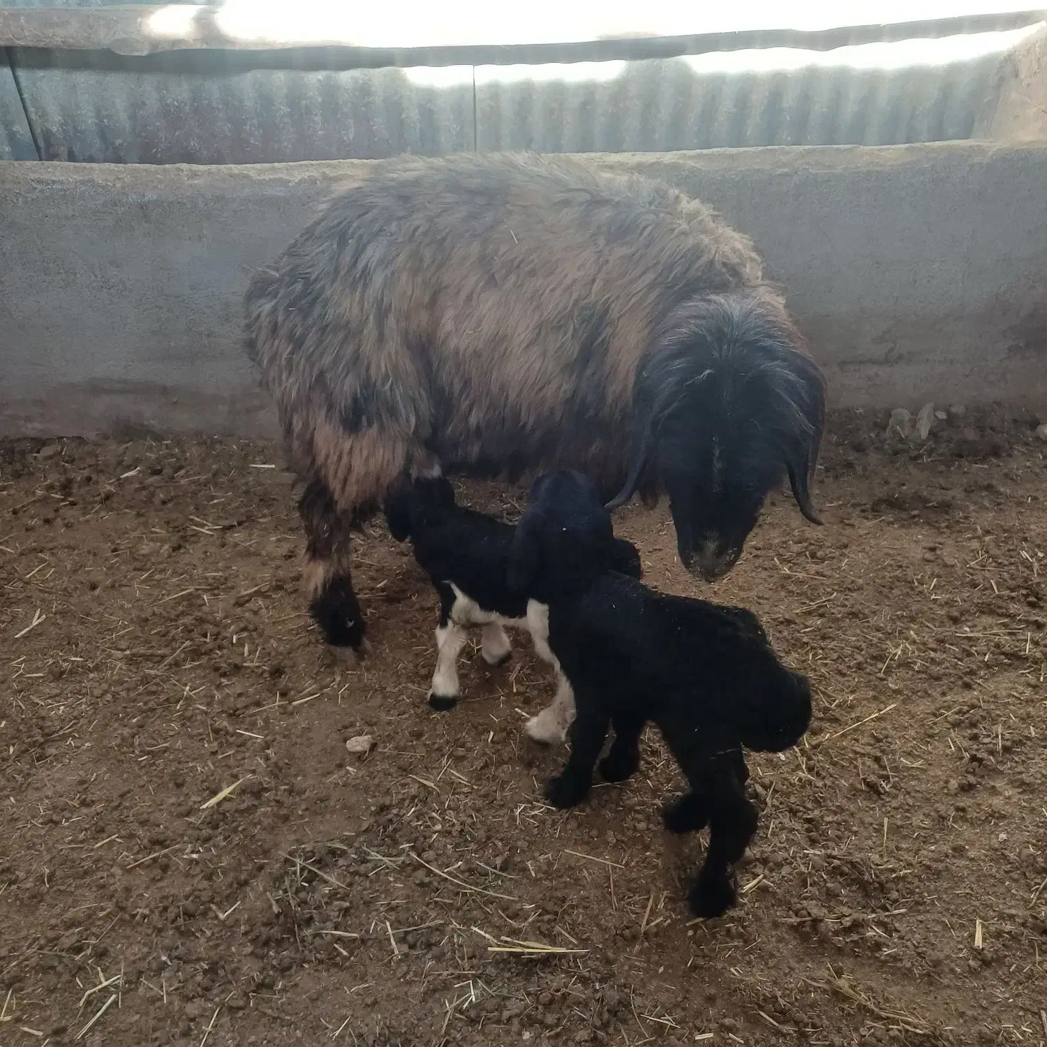 بره زیر میشی|حیوانات مزرعه|لاران, |دیوار