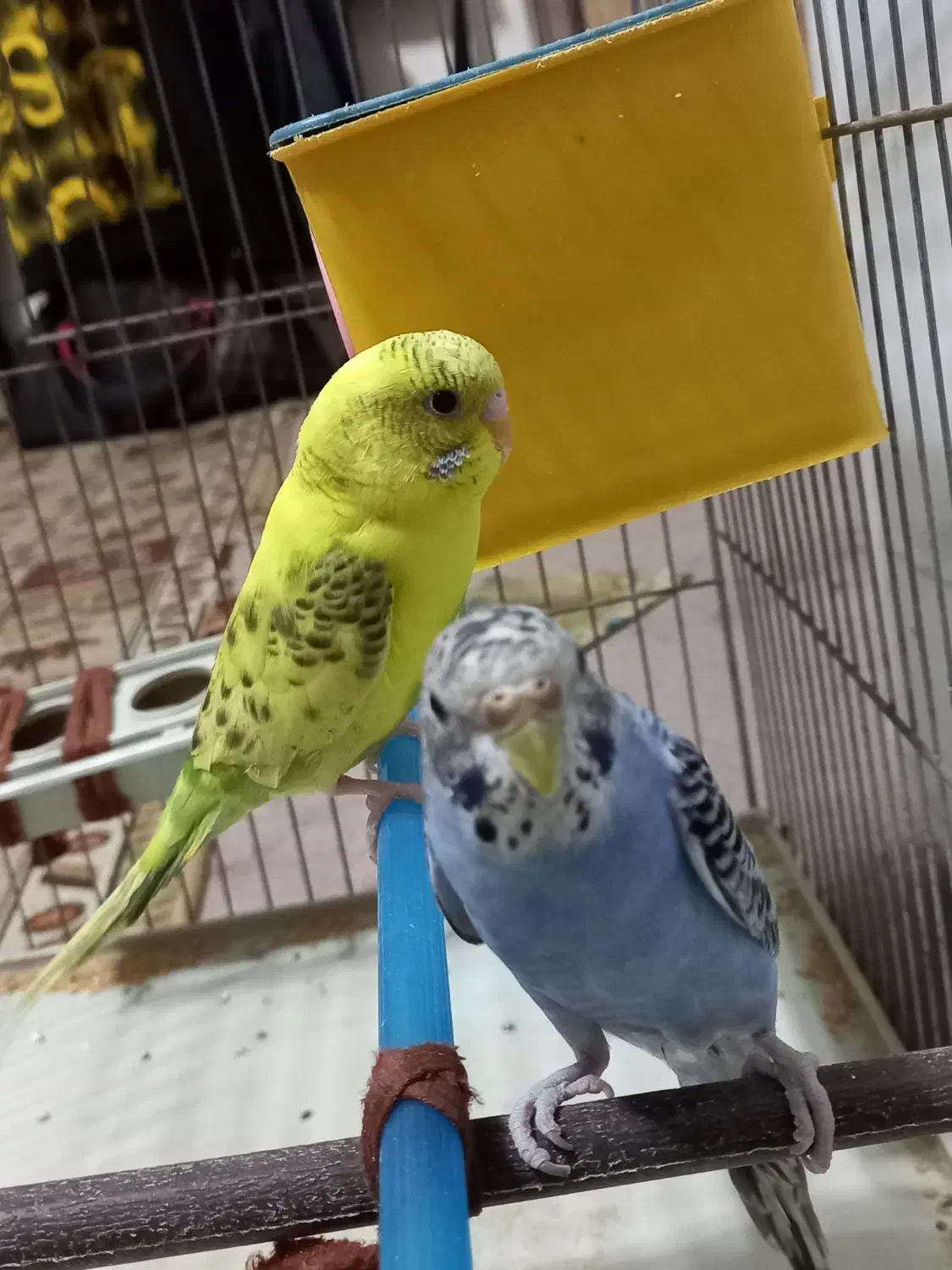 جفت مرغ عشق جوان|پرنده|بهبهان, |دیوار