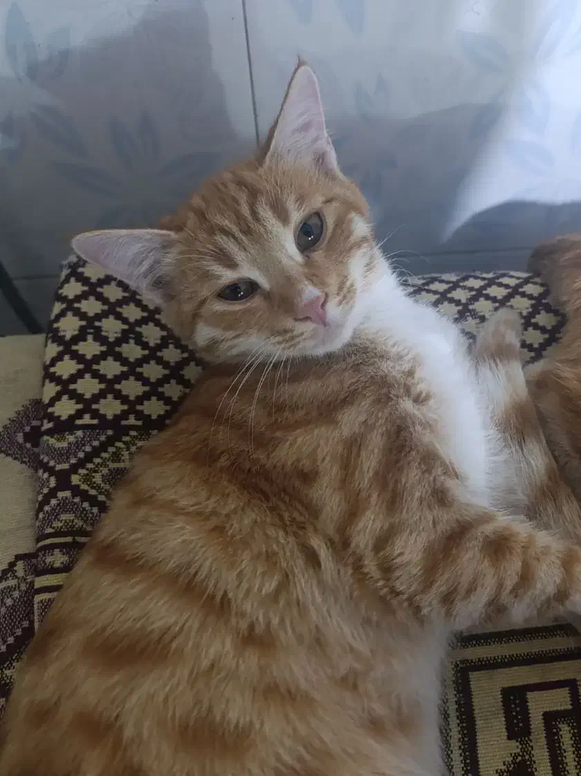 گربه واگذاری|گربه|اردبیل, |دیوار