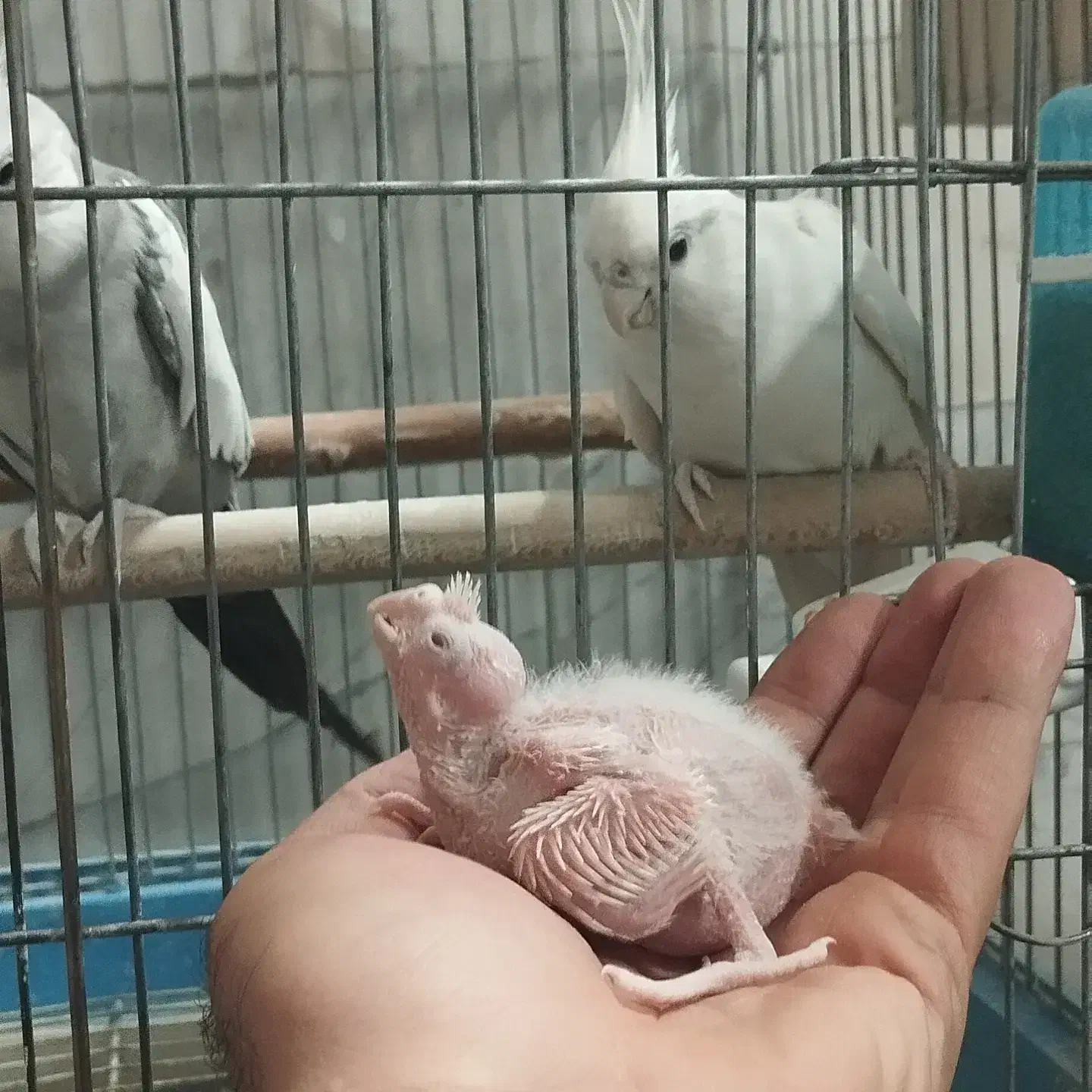 عروس هلندی مولد|پرنده|کهریزک, |دیوار