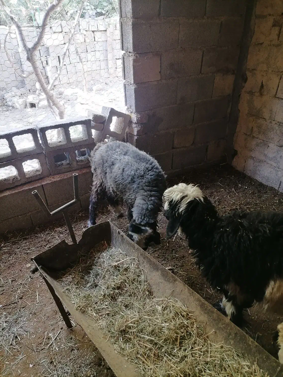 بره نرسبک|حیوانات مزرعه|درودزن, |دیوار