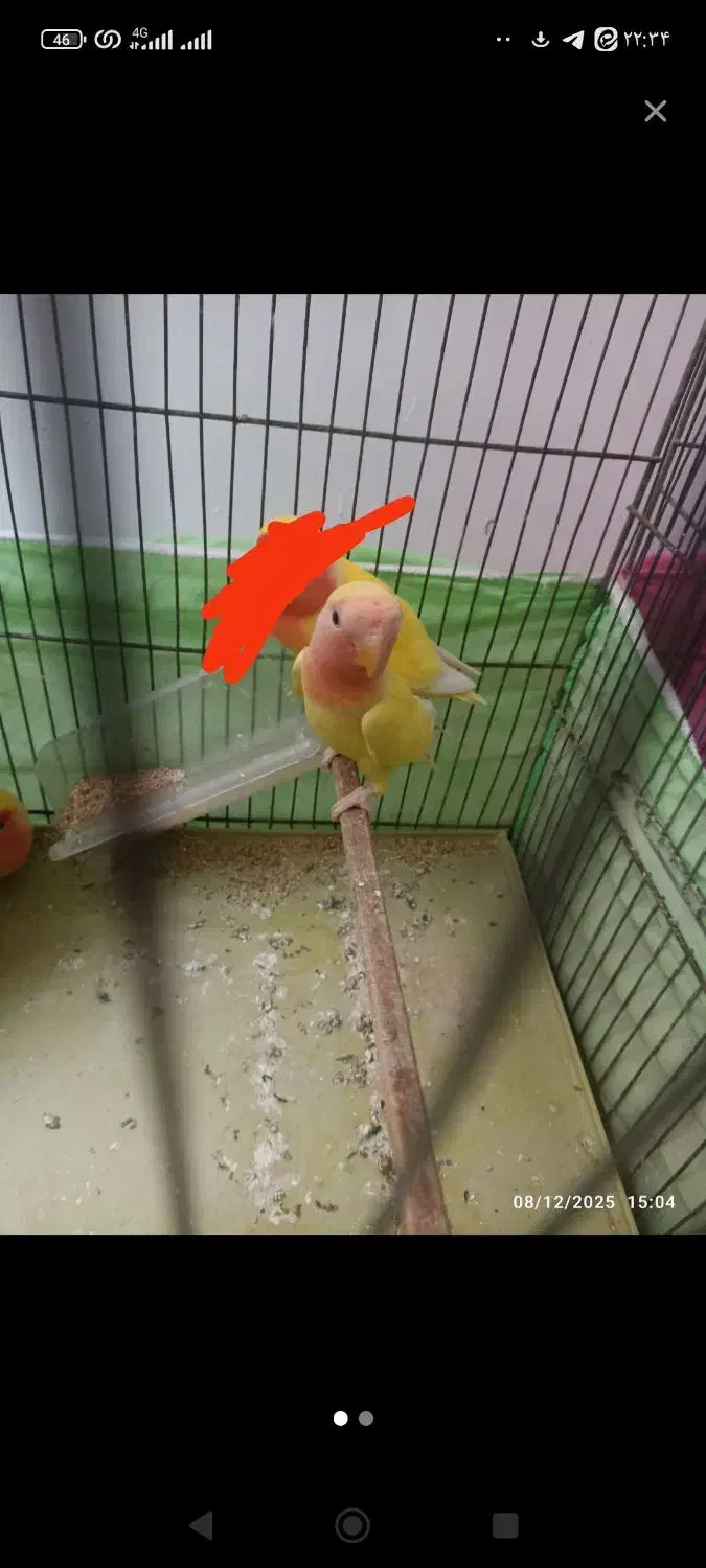 عروس هلندی|پرنده|قم, علی آباد سعدگان|دیوار