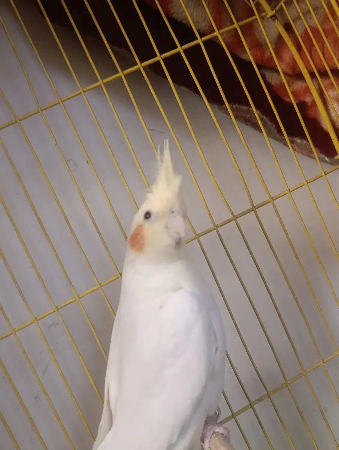 عروس هلندی|پرنده|محمدشهر, کوی بهار|دیوار