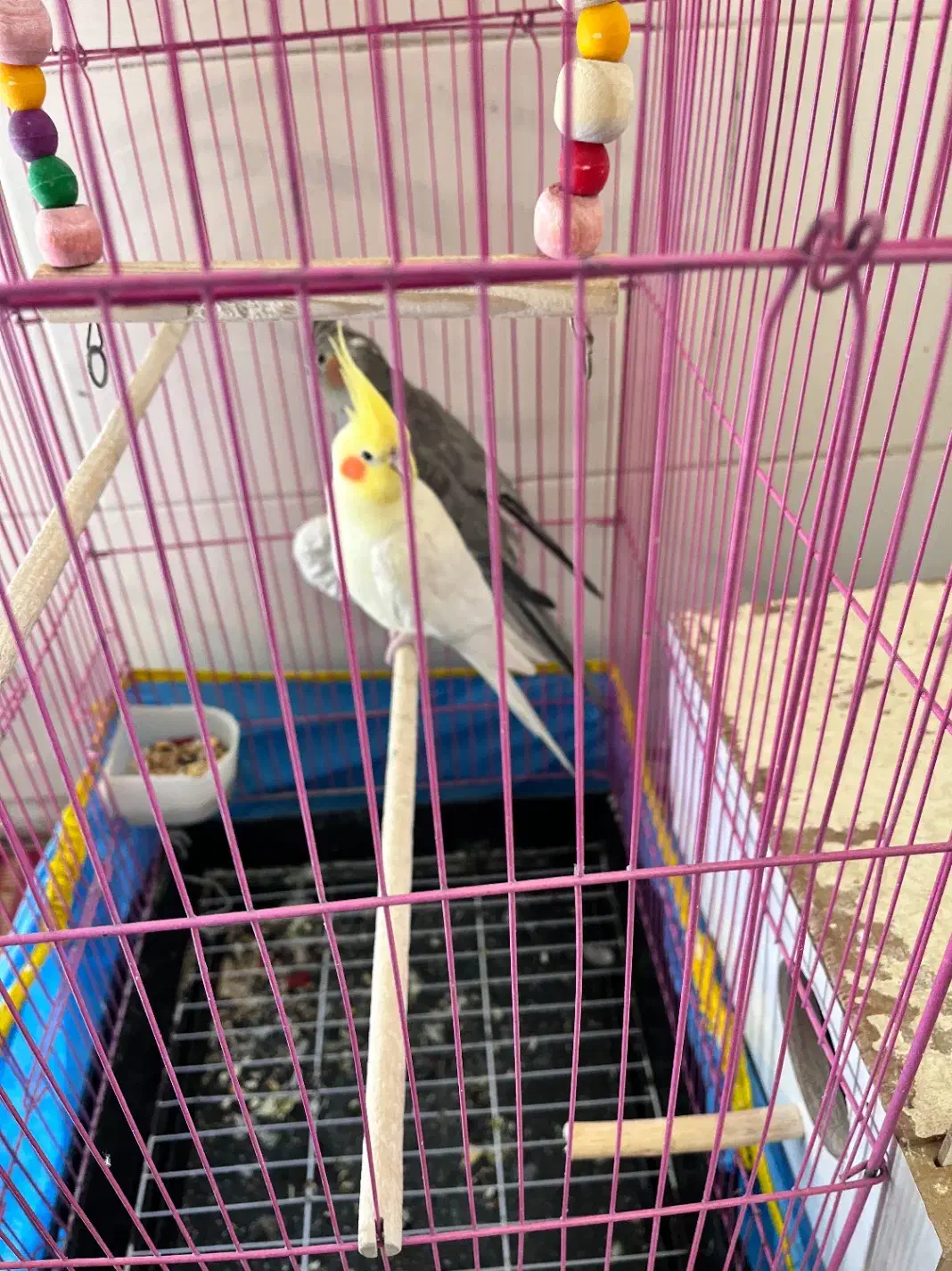 عروس هلندی|پرنده|بافت, |دیوار