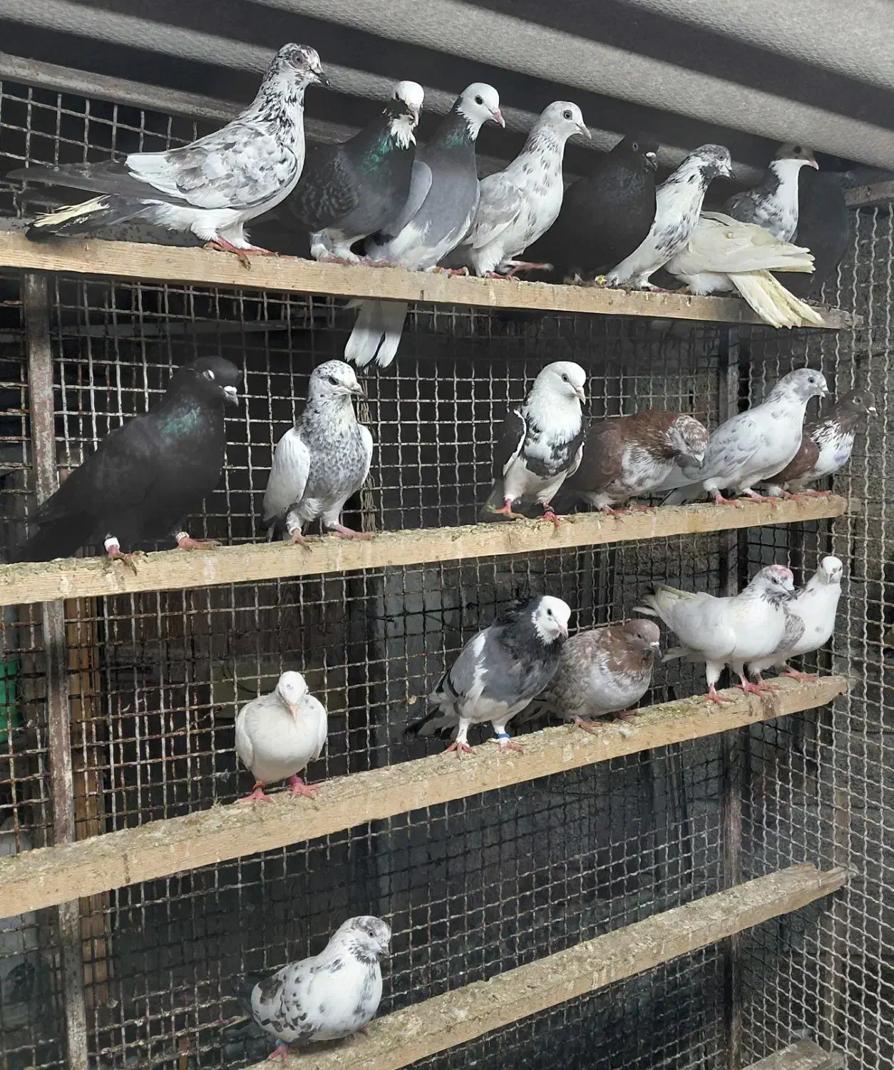 کبوتر غریبگیری و گرفتنی|پرنده|قائم‌شهر, |دیوار