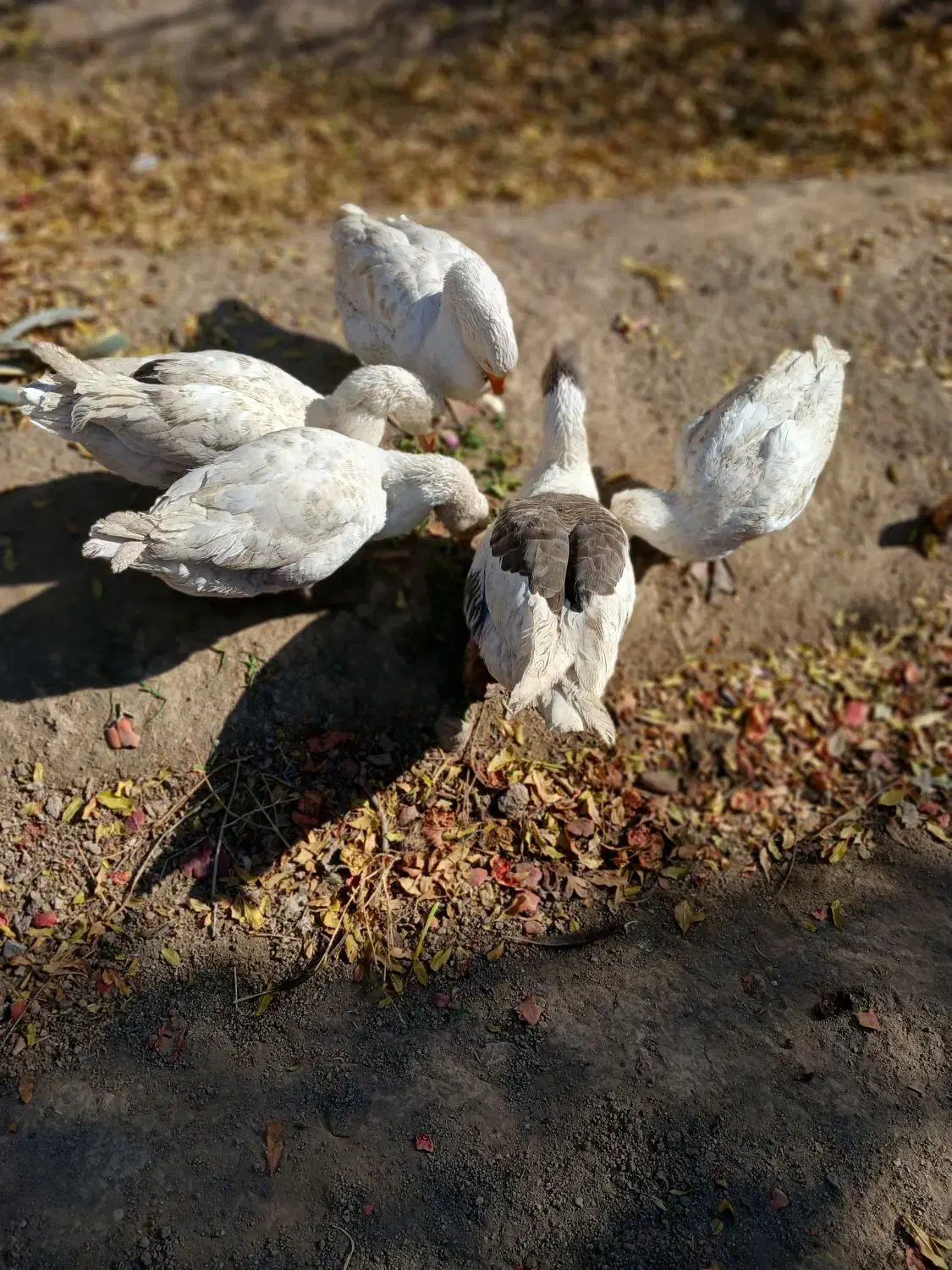 غاز.اردک.بوقلمون|حیوانات مزرعه|نجفآباد, گلدشت|دیوار