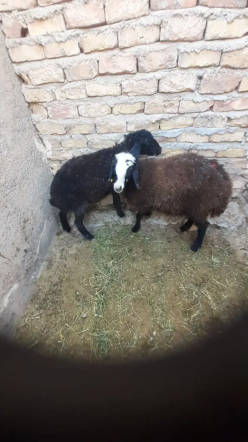 فروش بره پرواری نر و ماده سالم|حیوانات مزرعه|دشتابی, |دیوار
