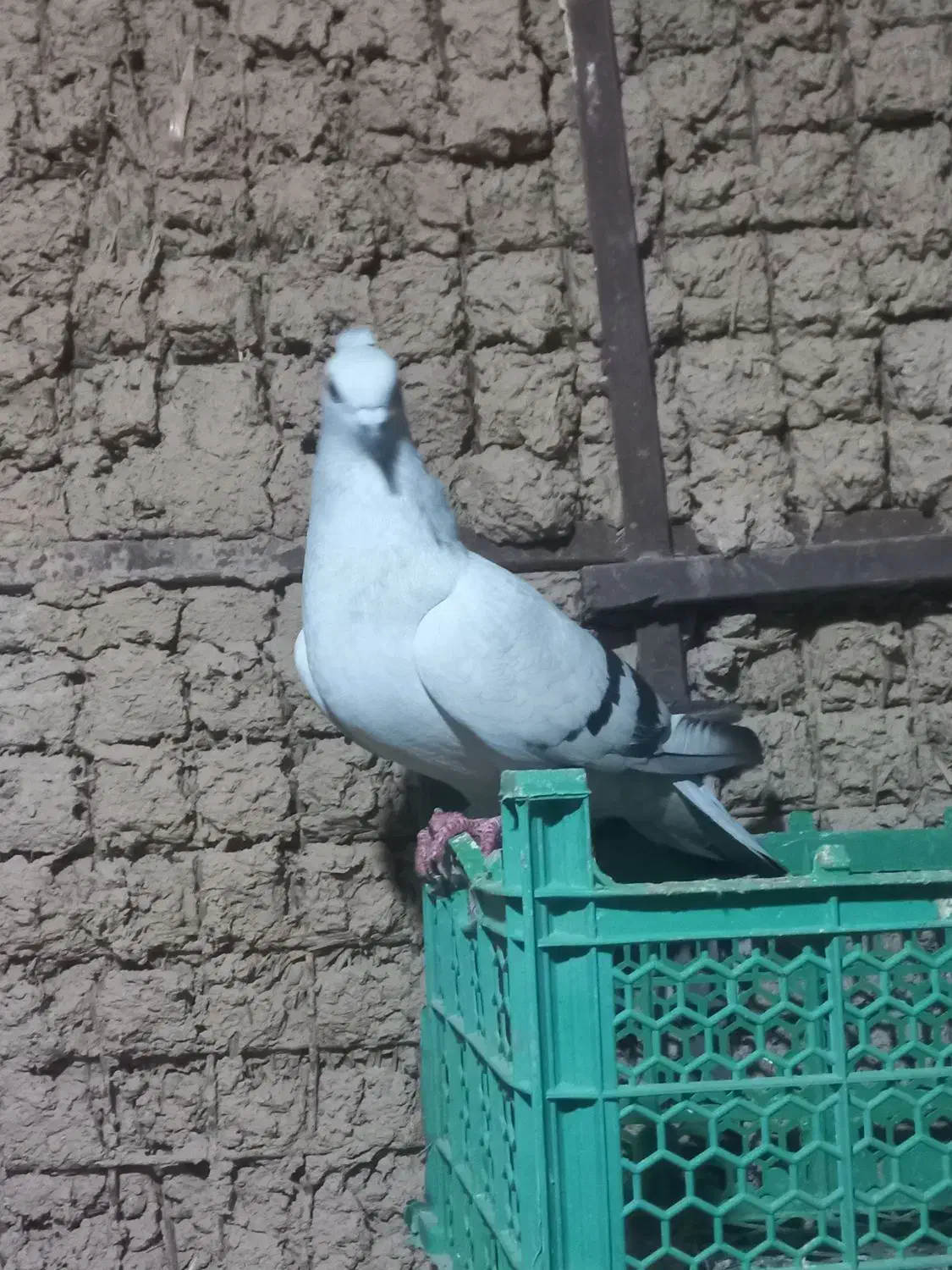 ماد....ه شامی|پرنده|اندیمشک, |دیوار