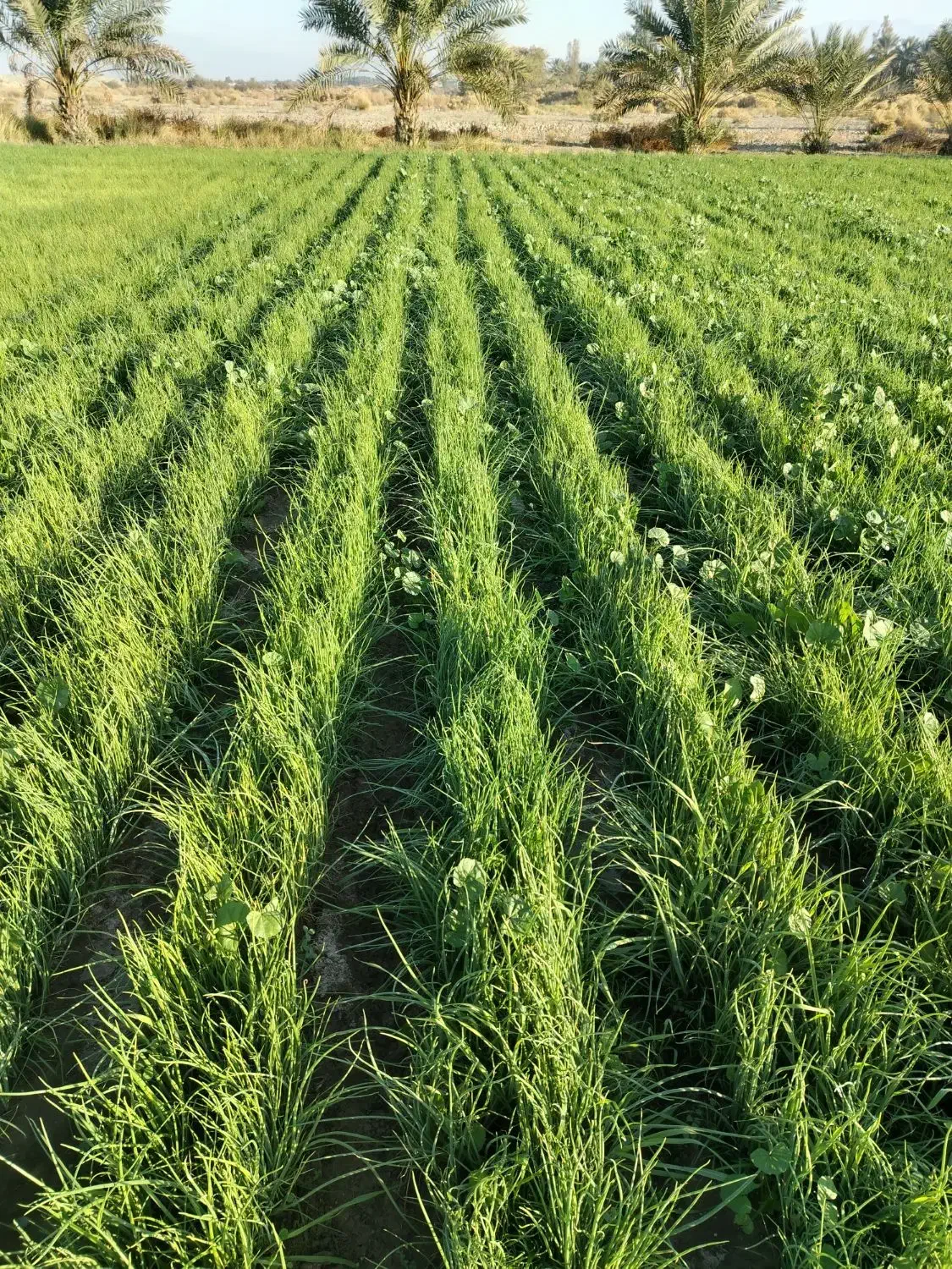 نهال نشا مینروا پیاز|گل و گیاه طبیعی|حاجی آباد, |دیوار