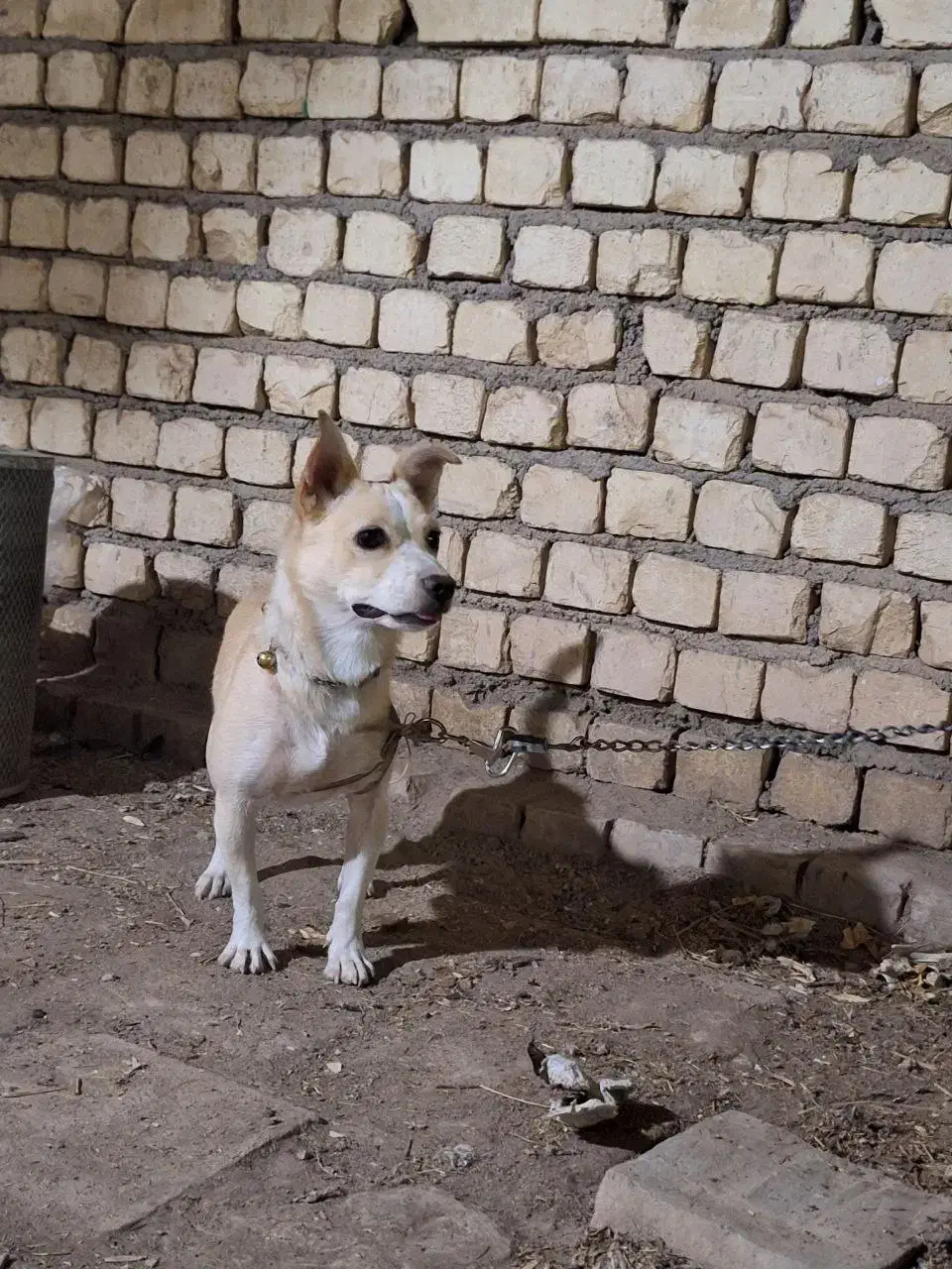 سگ خونگی|سگ|کاشان, امام خمینی|دیوار