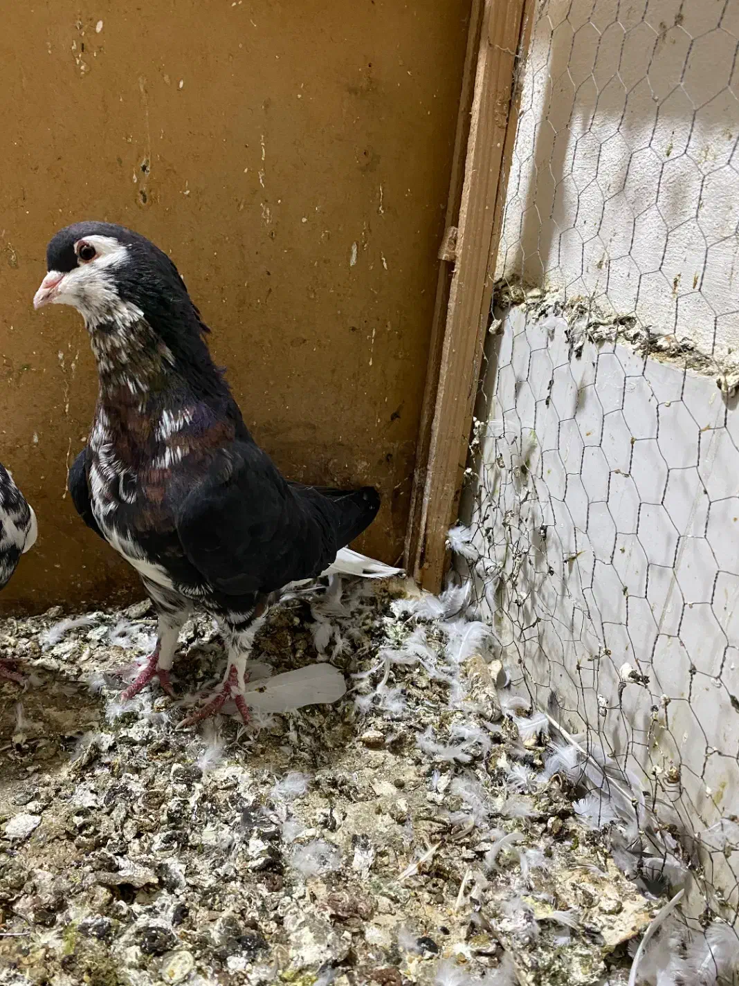 کبوتر خال افشان رنگی|پرنده|گرگان, |دیوار