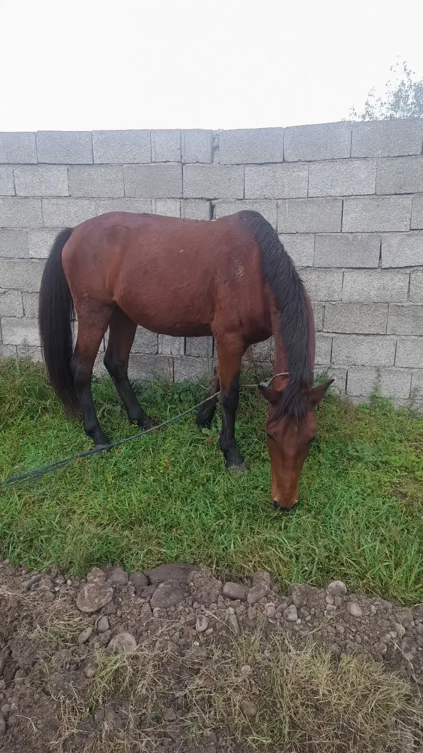 اسب هم کاری هم سواری|اسب و تجهیزات اسب‌سواری|سنگر, |دیوار